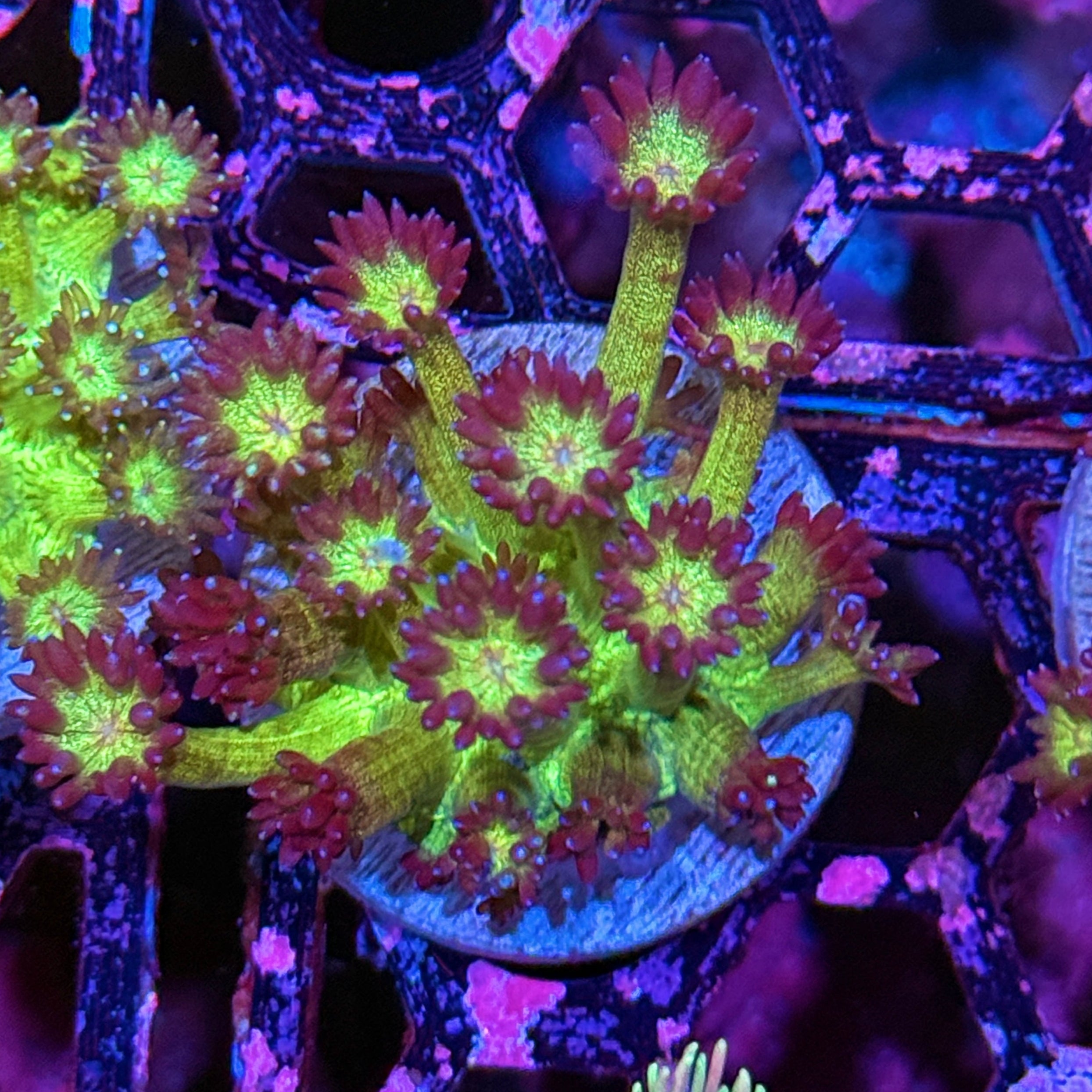 JEA Glitter Bomb Goniopora Coral XL Frag