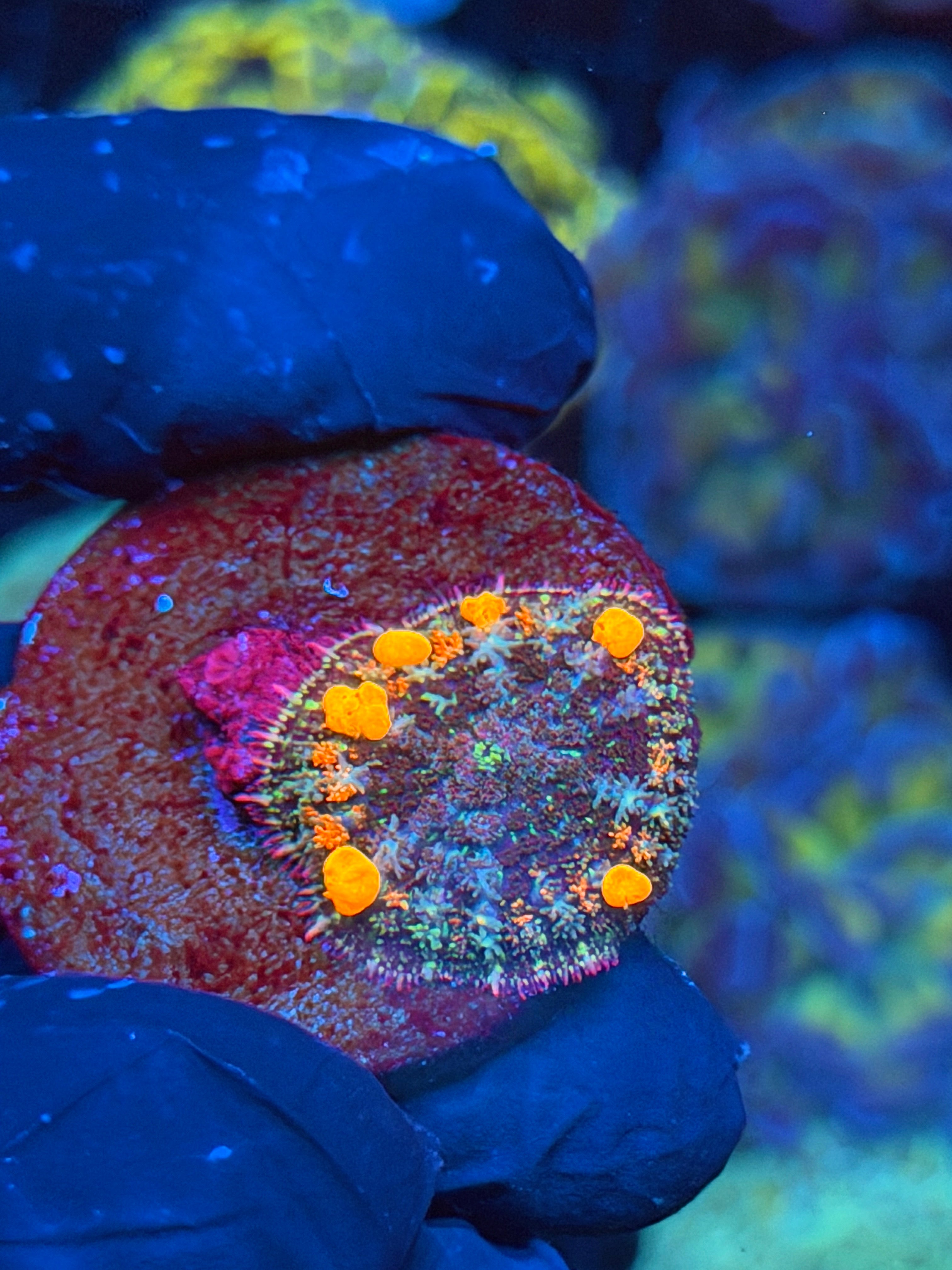 JEA POP Rocks Bounce Mushroom Coral 9/6
