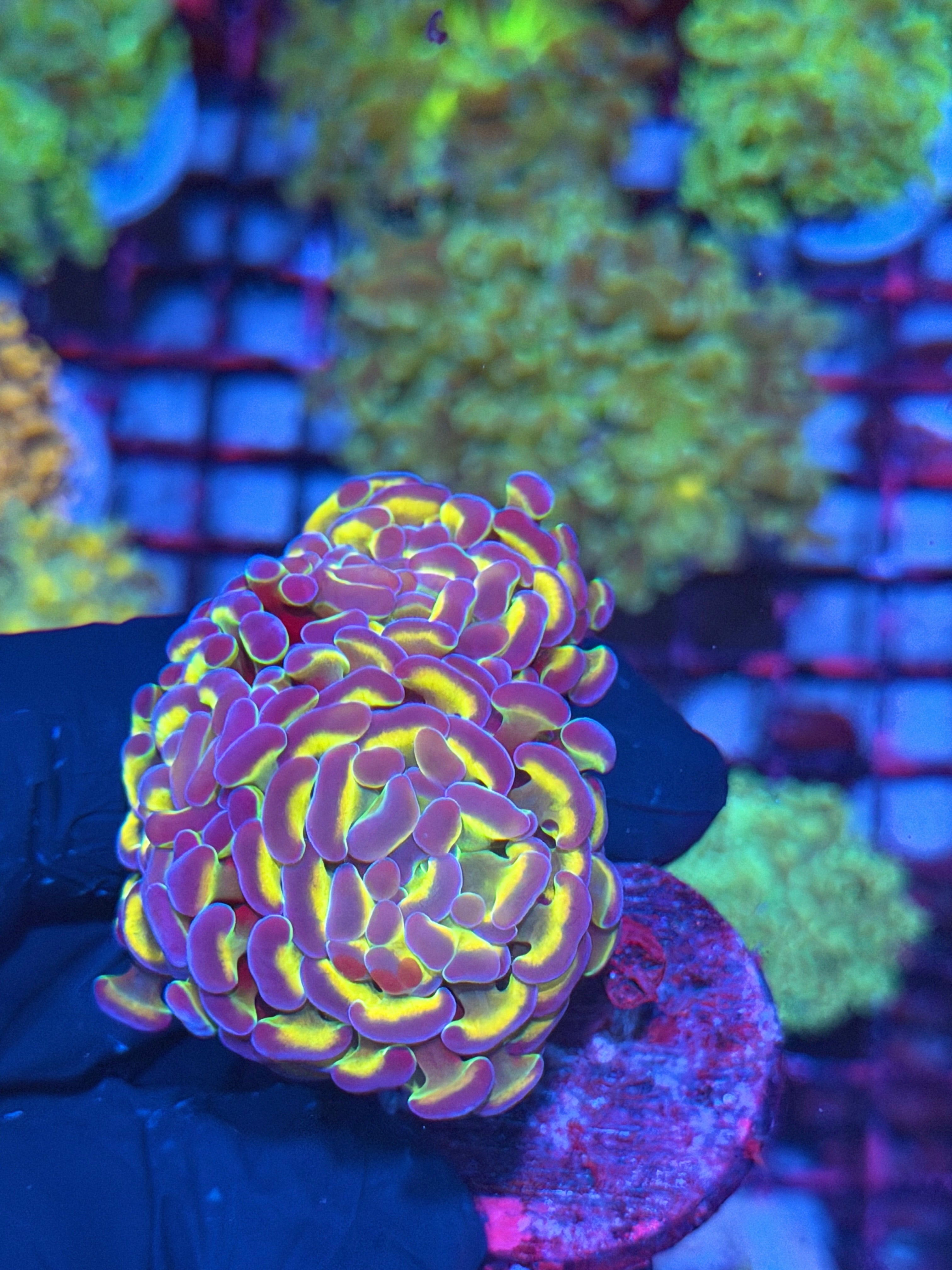JEA Rainbow Hologram Hammer Coral Mini Colony 3 Heads XXL 8/1