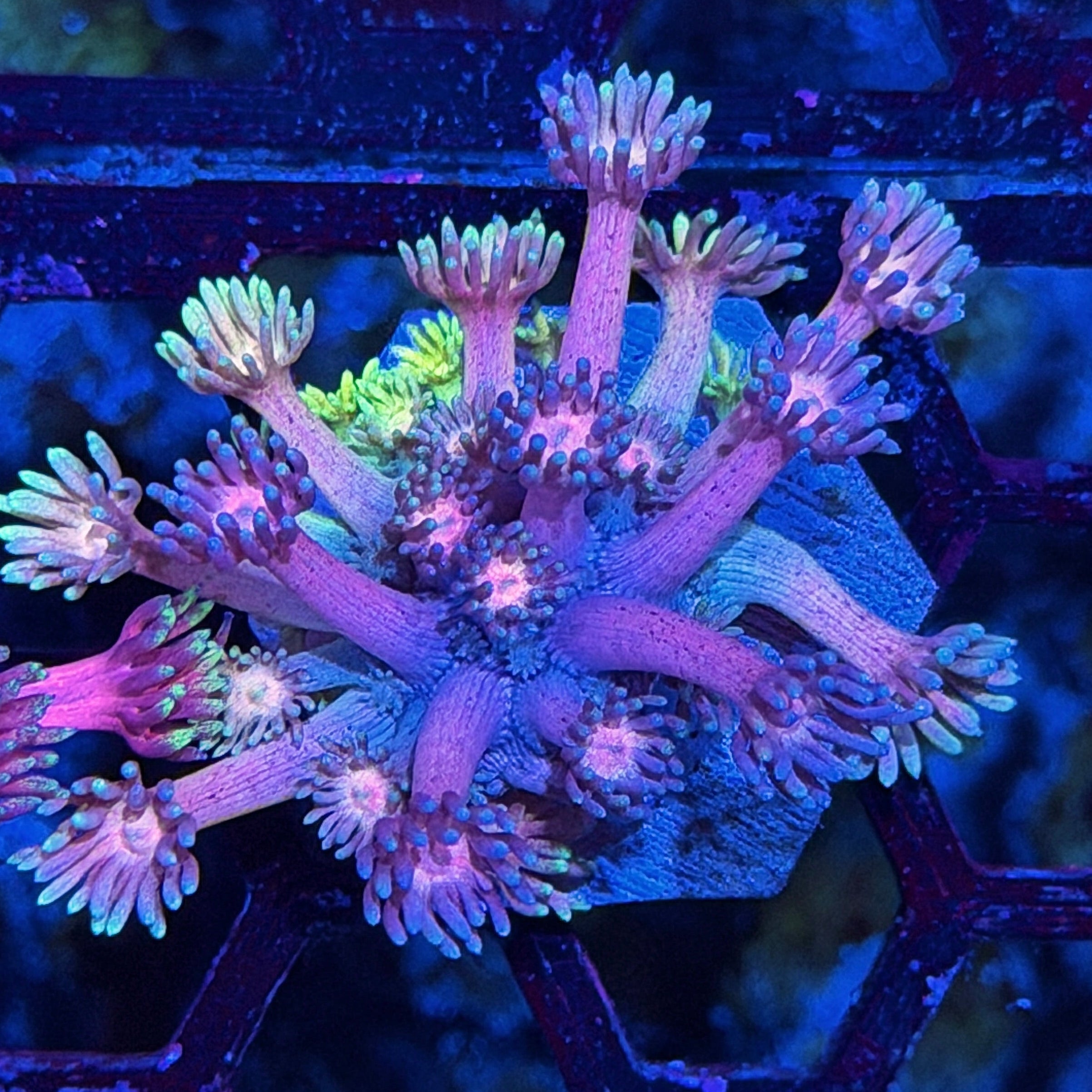 JEA Cosmic Rainbow Goniopora Coral *New Release* 7/26