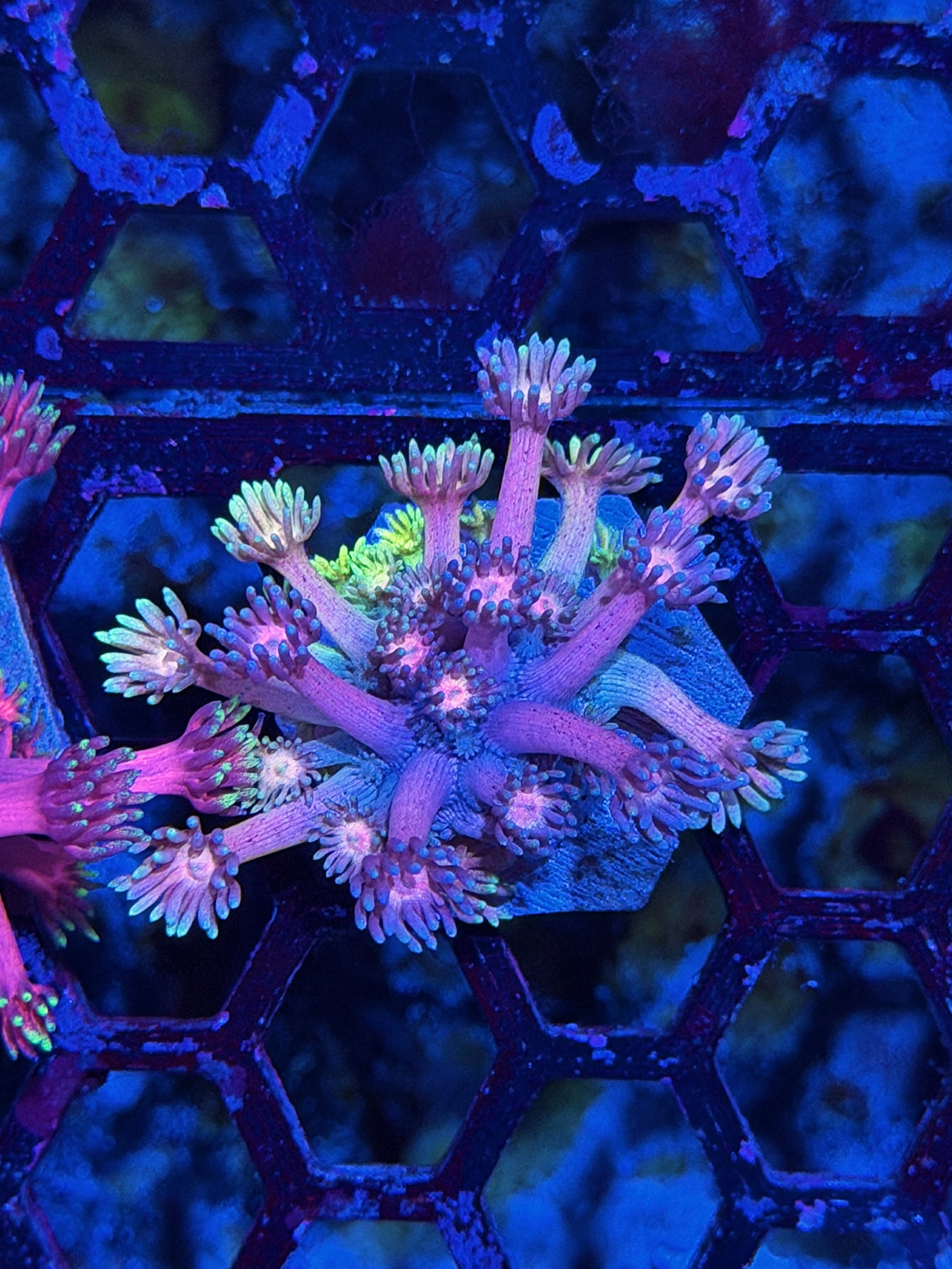 JEA Cosmic Rainbow Goniopora Coral *New Release* 7/22