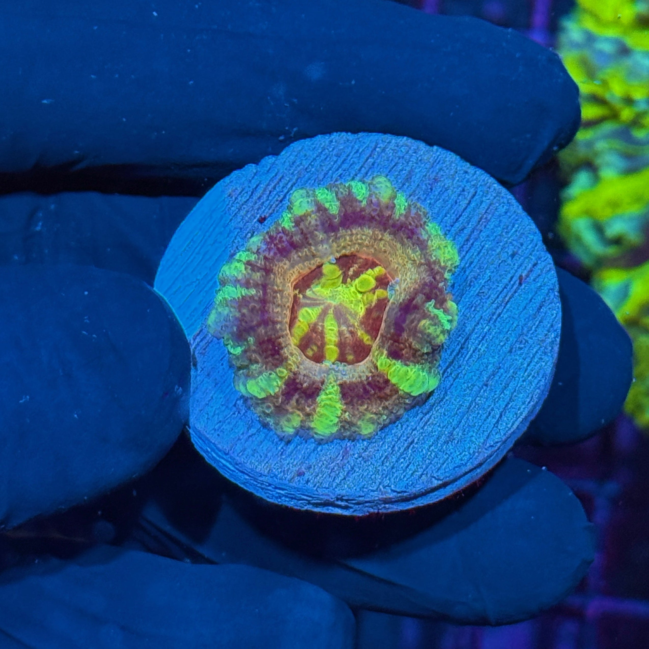 JEA Dante’s Inferno Asian Acans Coral 1 XL Head 10/12
