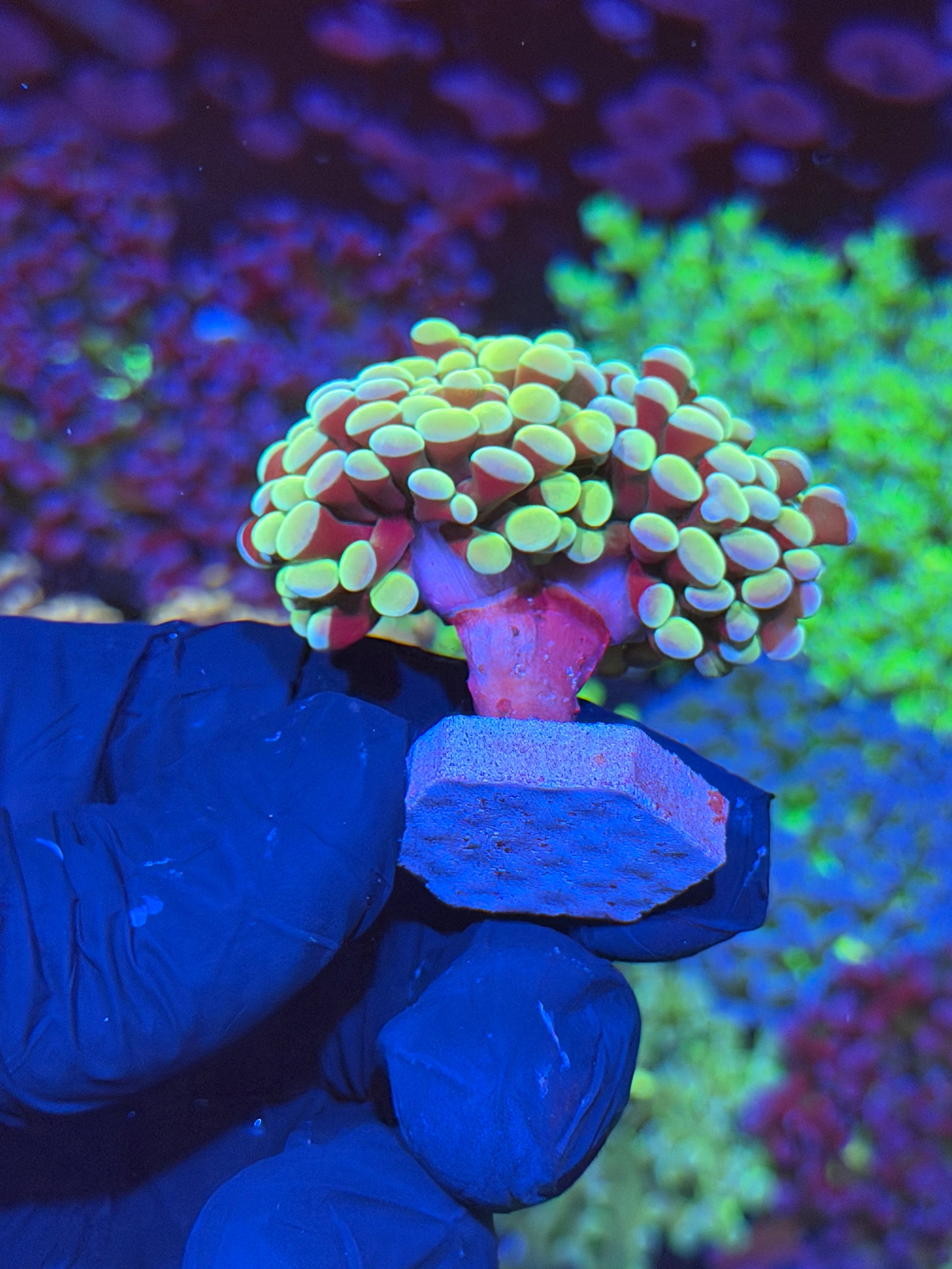 JEA SweetTarts Hammer Coral 2 Heads XL 6/3