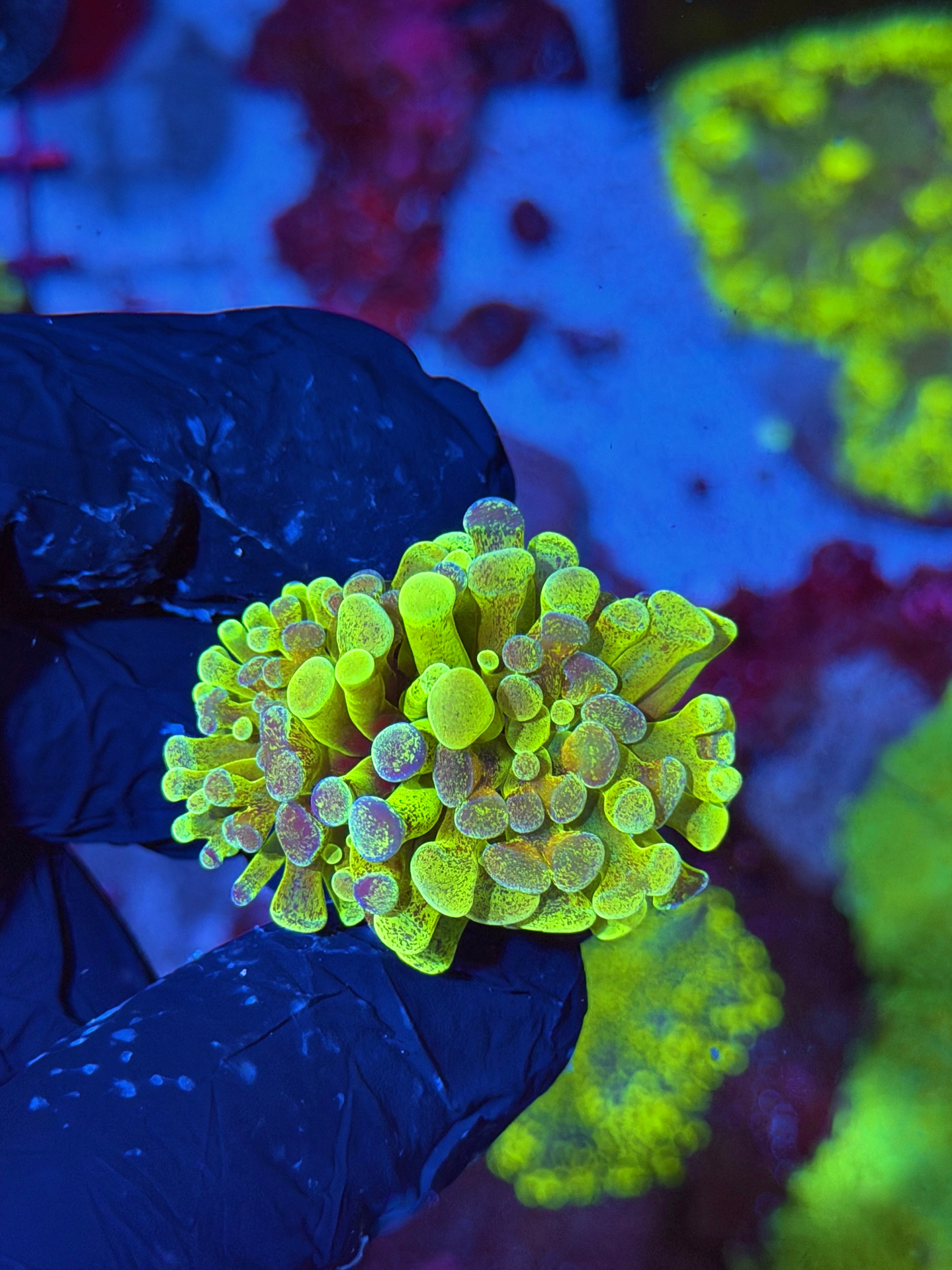 JEA Pixie Dust Hammer Coral 2 Heads