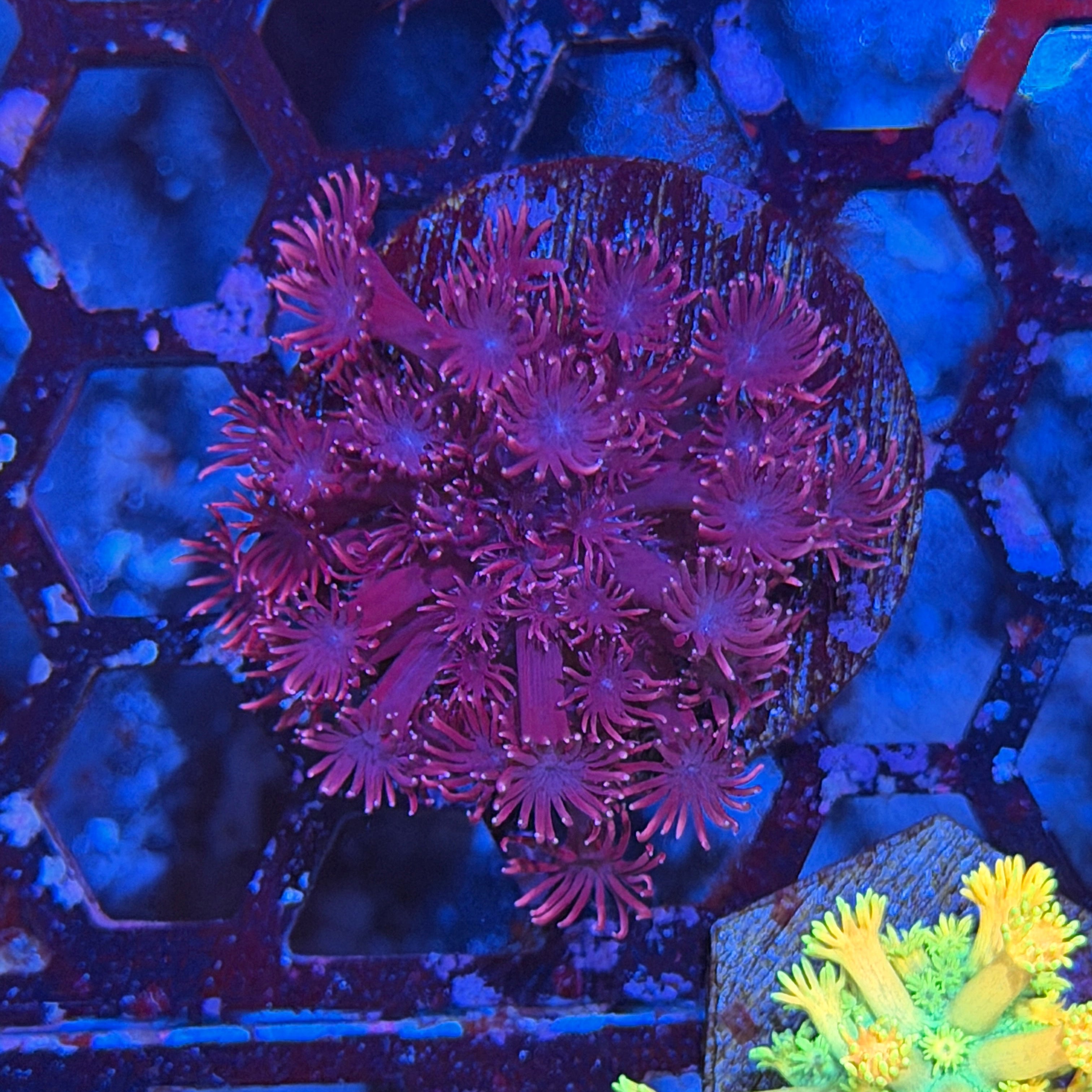 JEA Bloodclot Goniopora Coral 6/3