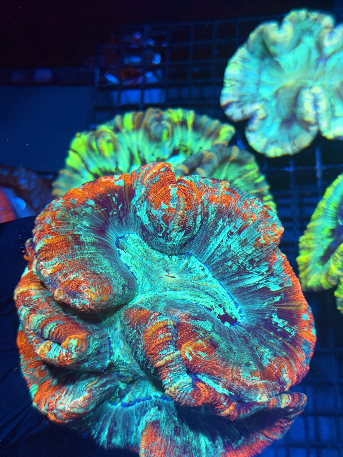 Rainbow Trachyphyllia Meat Coral XL Show Size 9/27