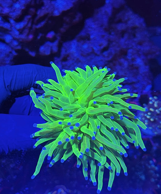 Holy Grail Torch Coral 1 XL Head