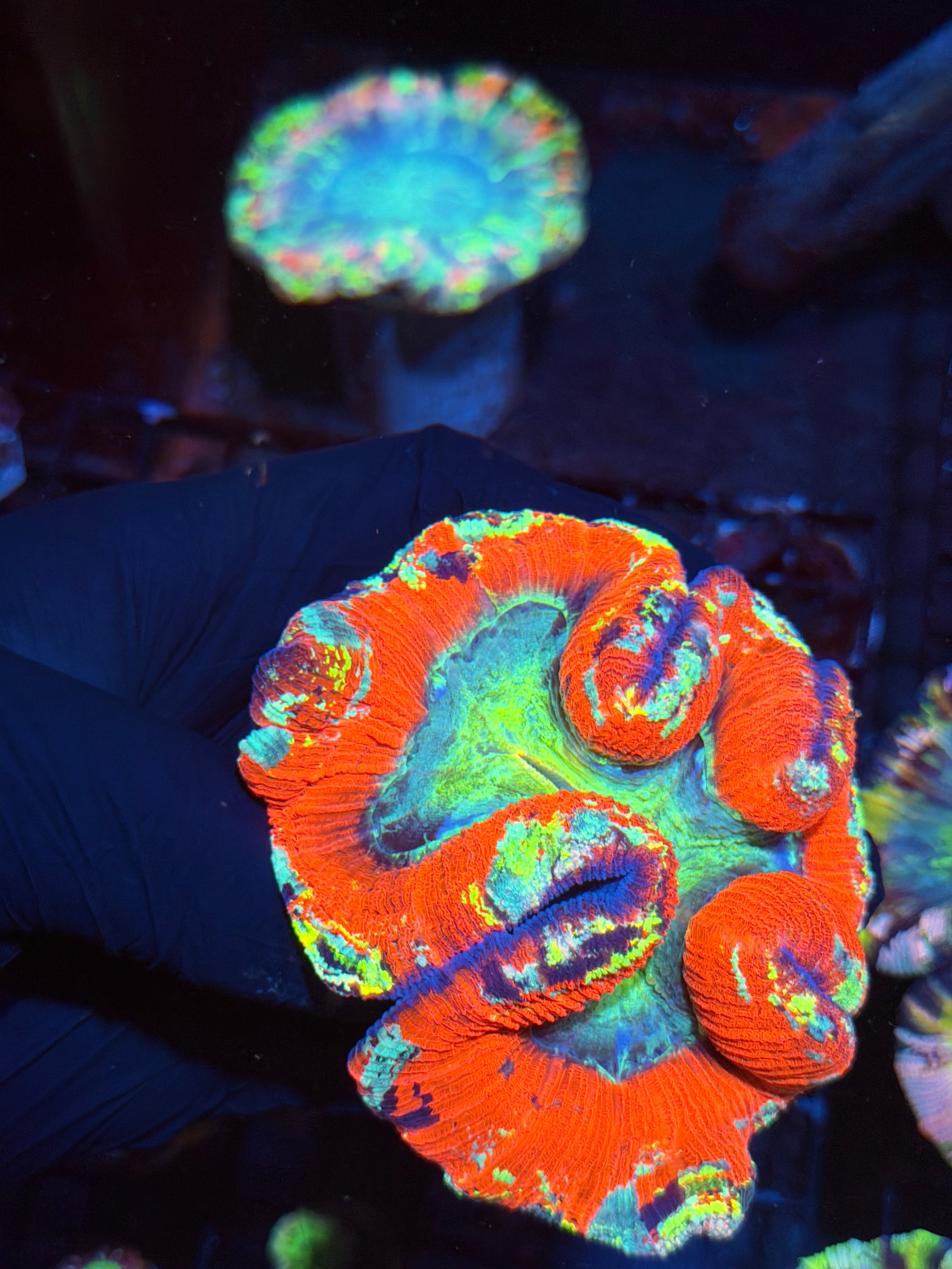 Rainbow Trachyphyllia Meat Coral XXL