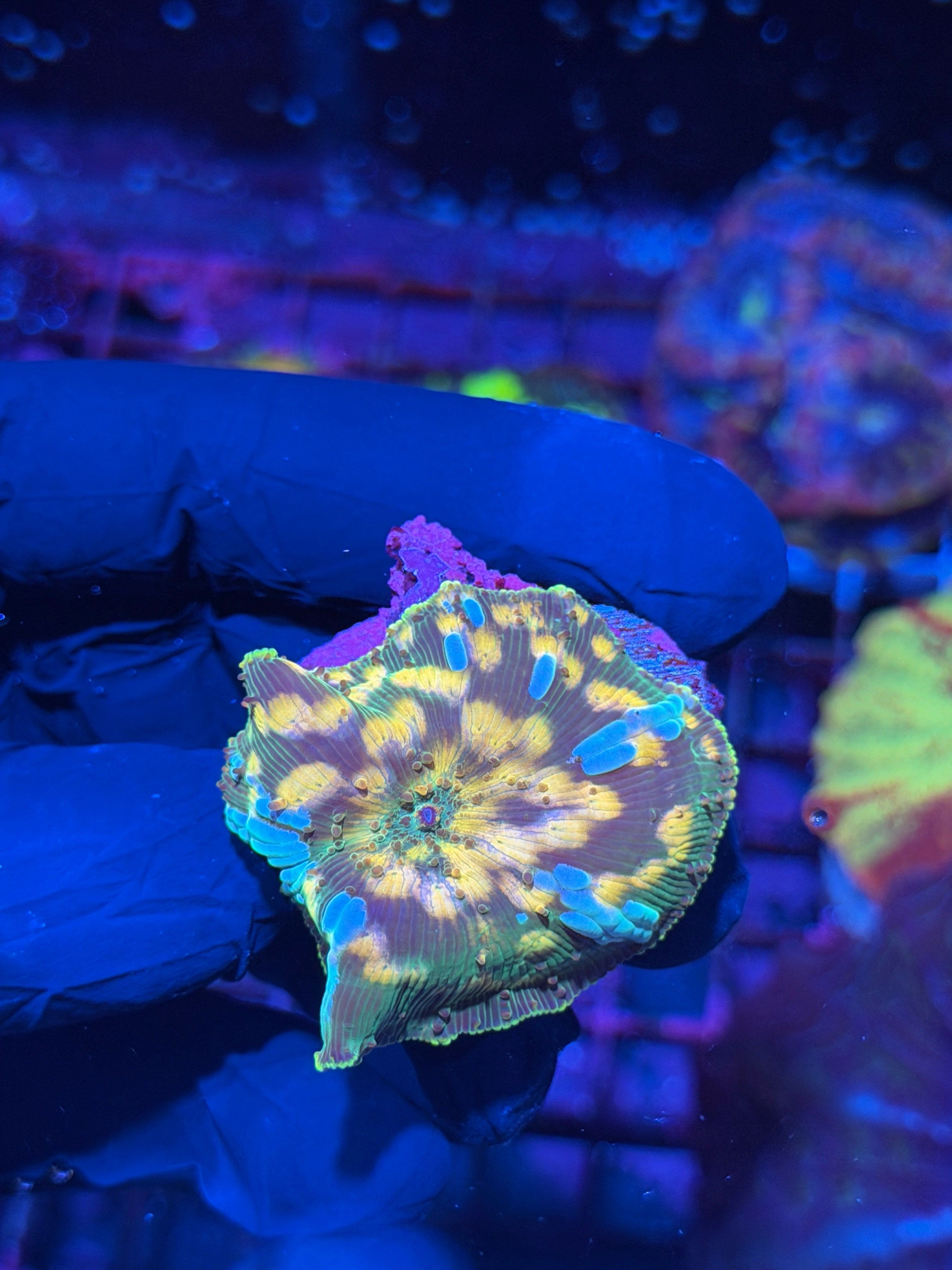 JEA Interstellar Jawbreaker Mushroom Coral XL