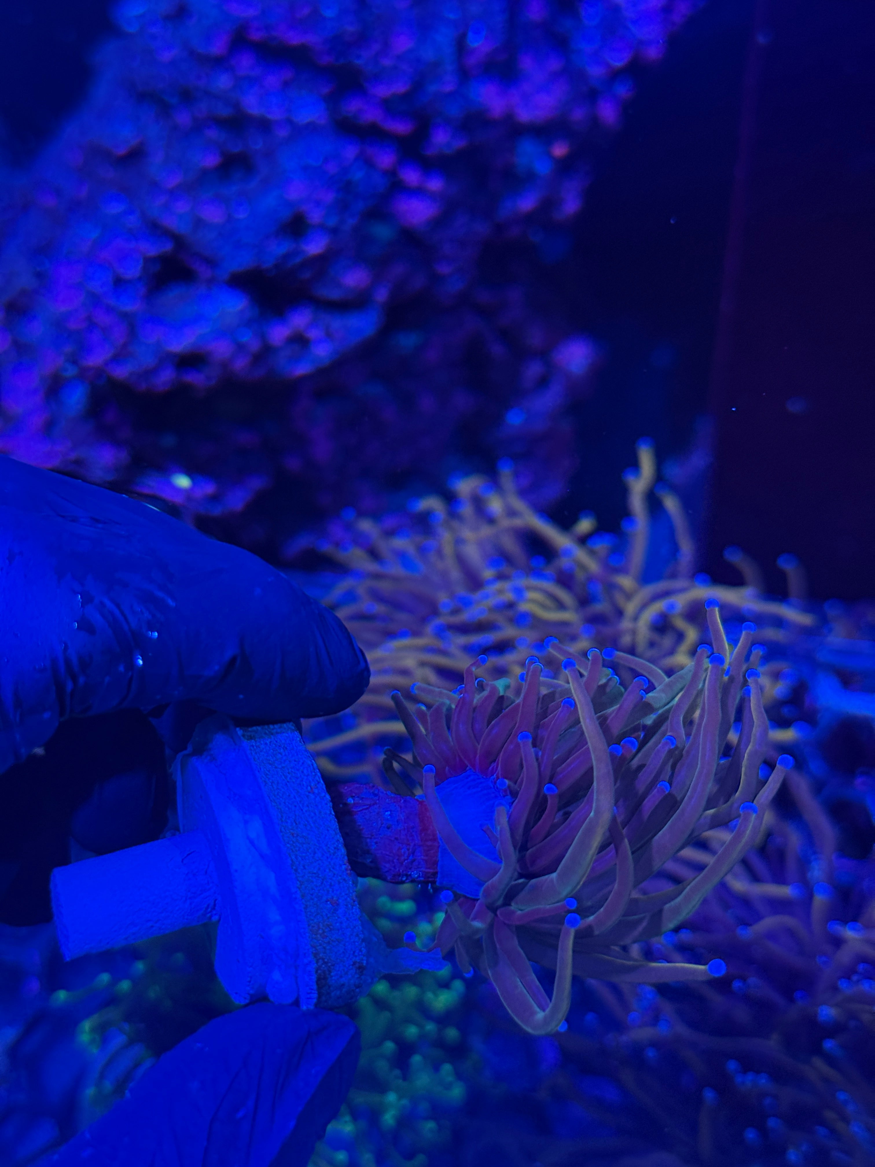 JEA Dragon Tamer Torch Coral 1 Head