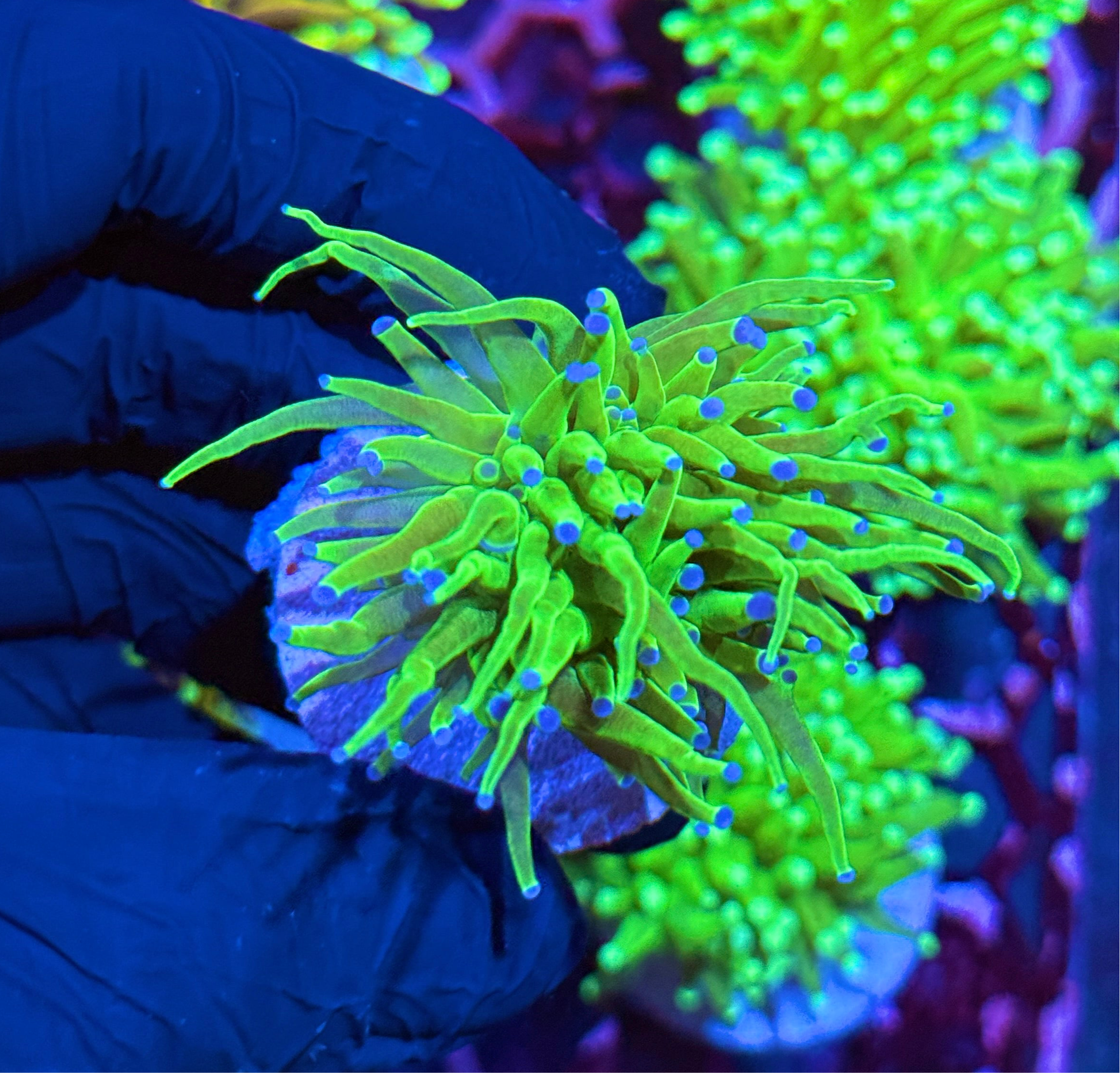 JEA Todd’s Torch Coral 1 Heads
