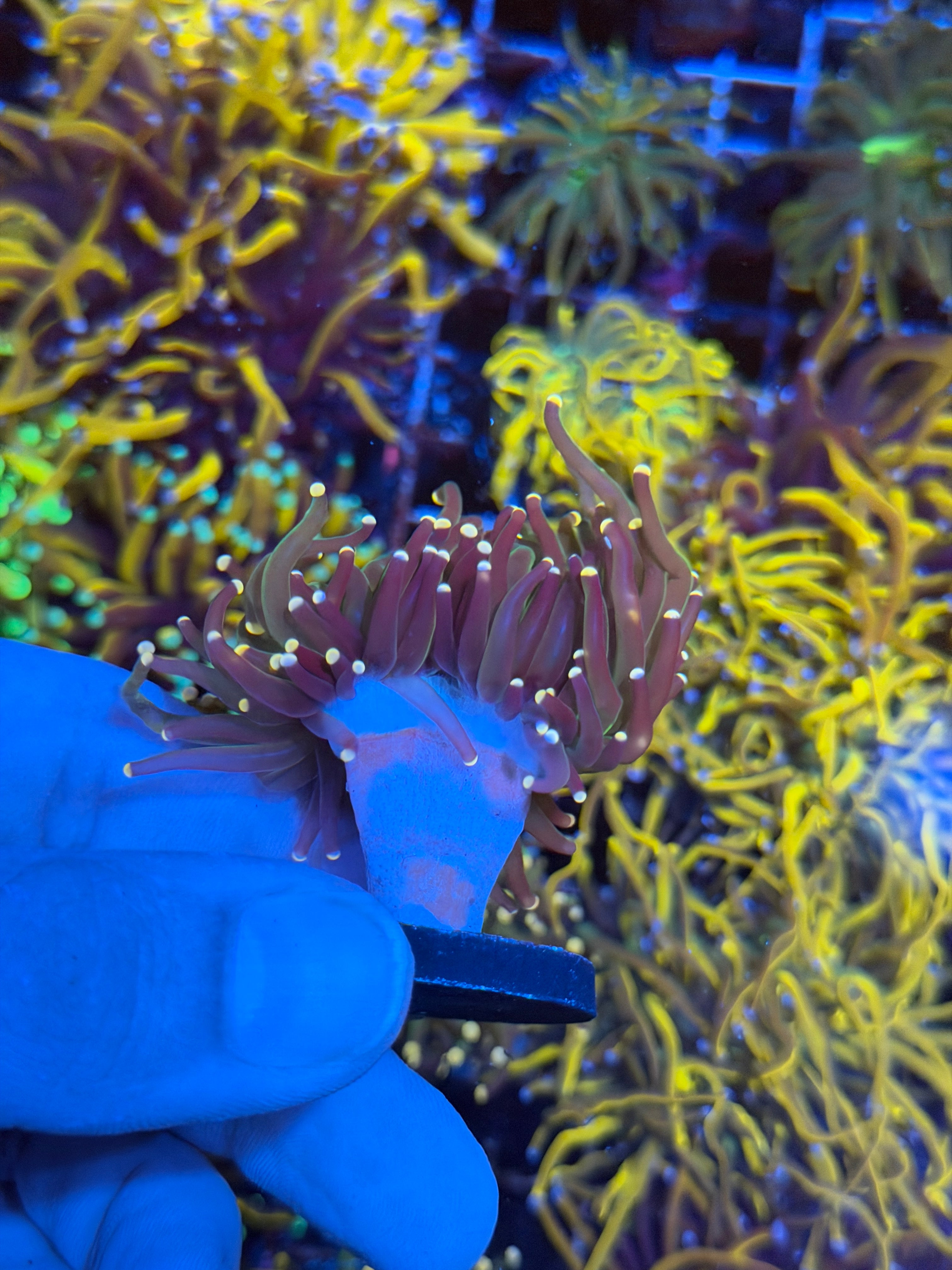 JEA Confetti Torch Coral 2 Heads Splitting 2/24