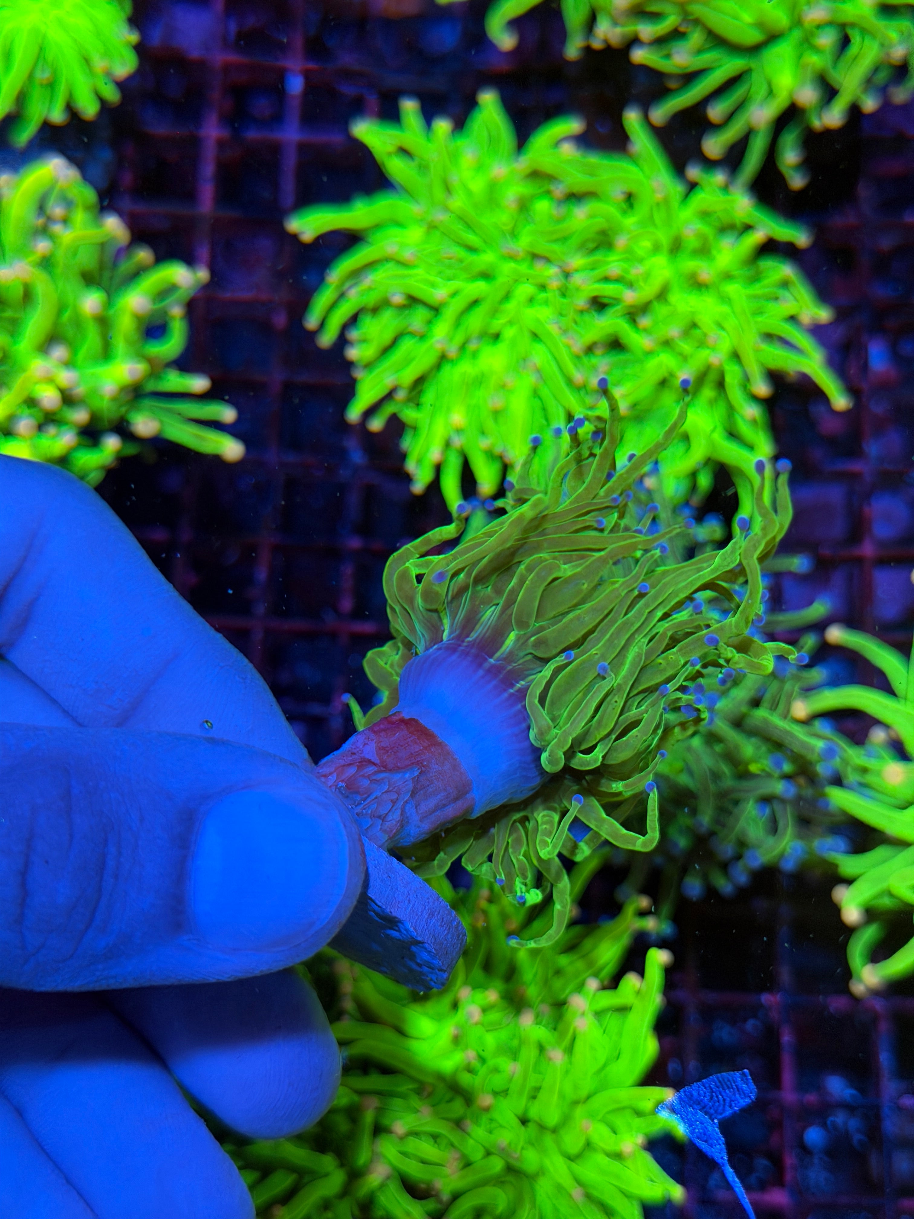 Todd’s Torch Coral 1 Head XL