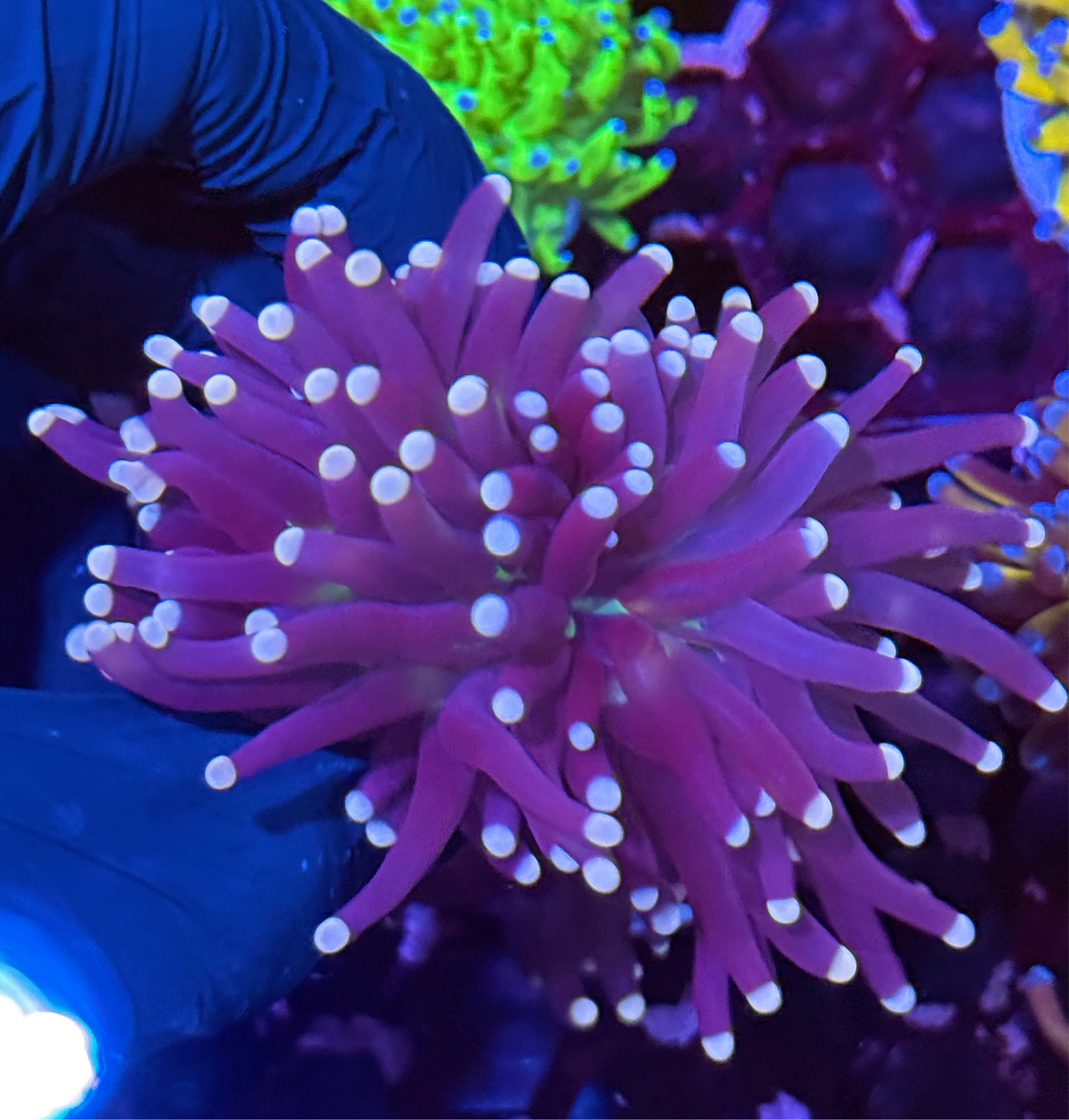 JEA Malaysian Fat Head Joker Torch Coral 2 XL Heads