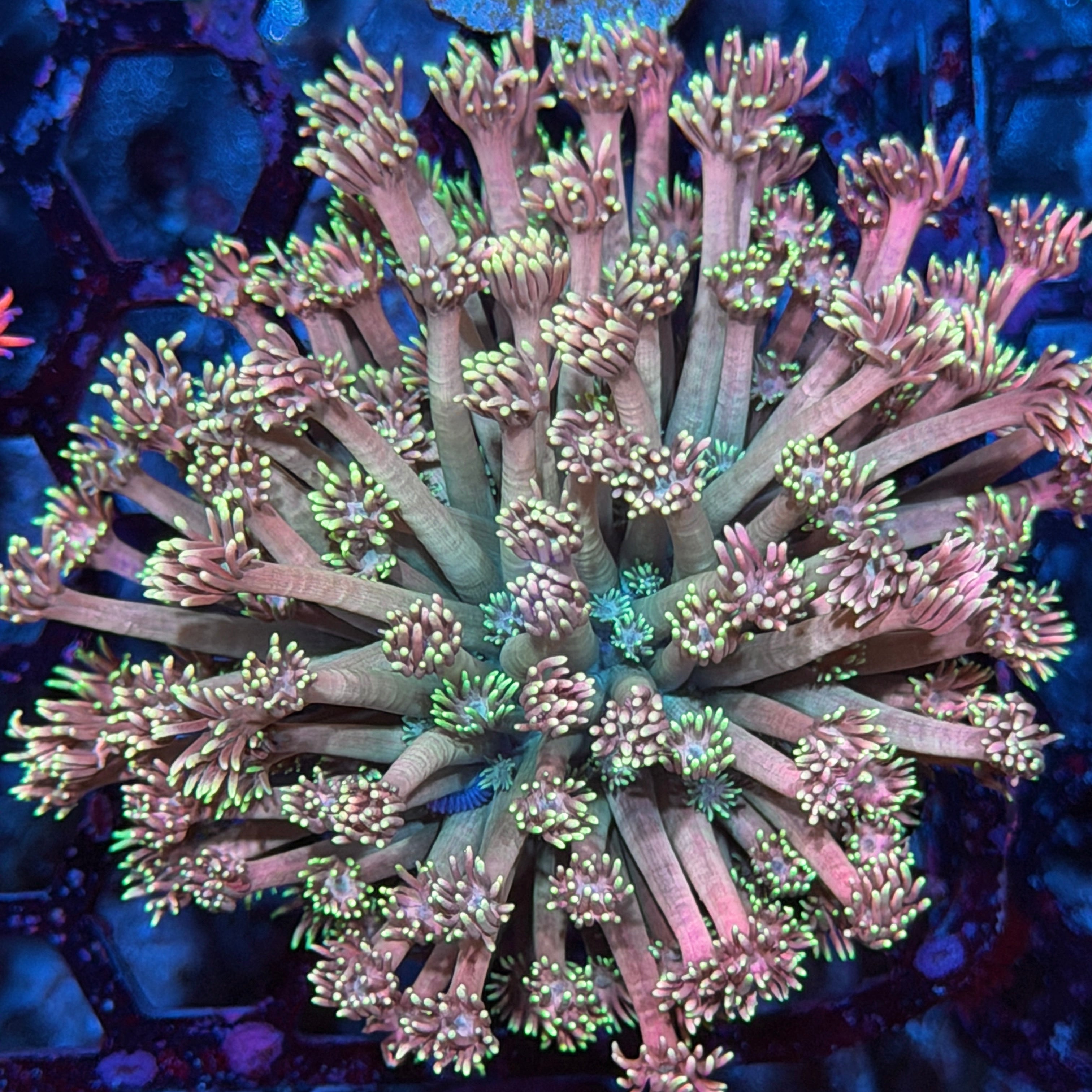 JEA Midnight Madness Goniopora Coral XXL Mini Colony 6/4