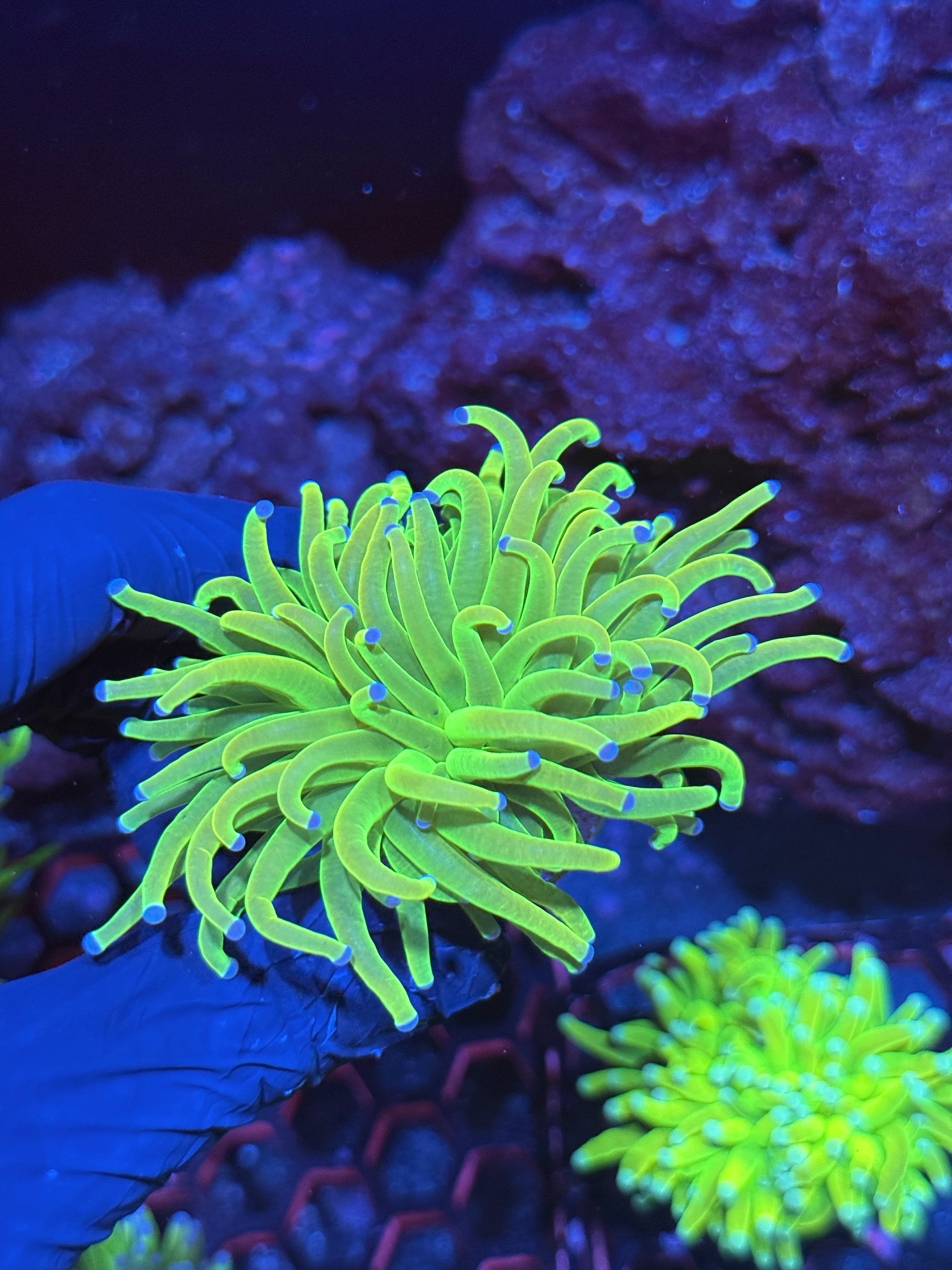 JEA Drama Queen Holy Grail Torch Coral 1 XL HEADS