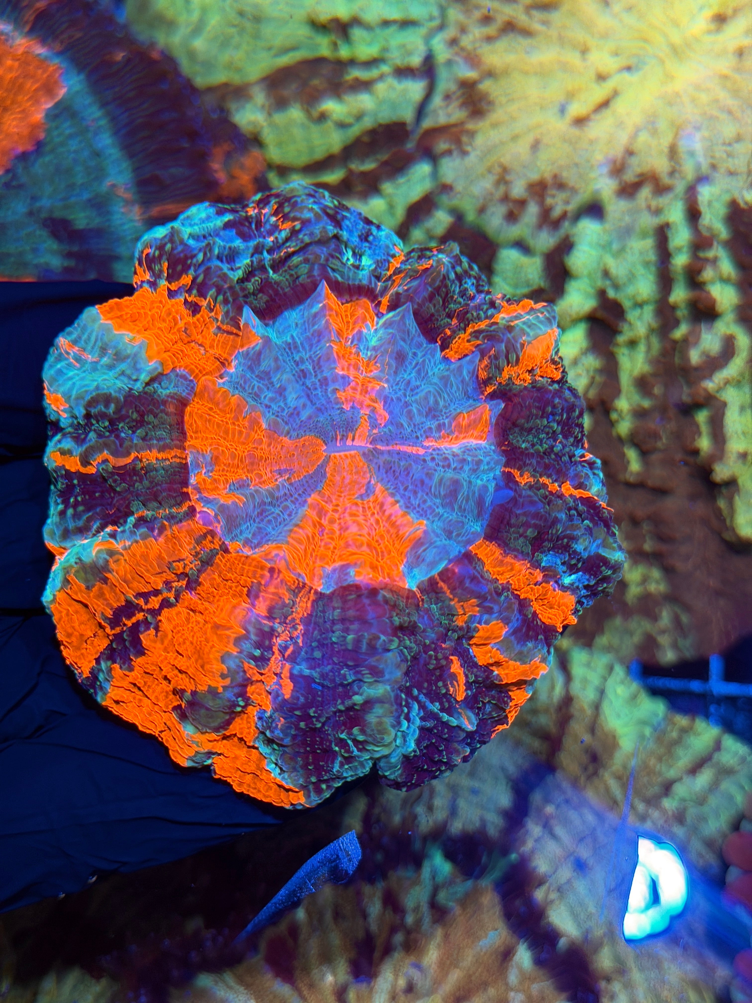 Bright Striped Acanthophyllia Meat Coral XL 6/4