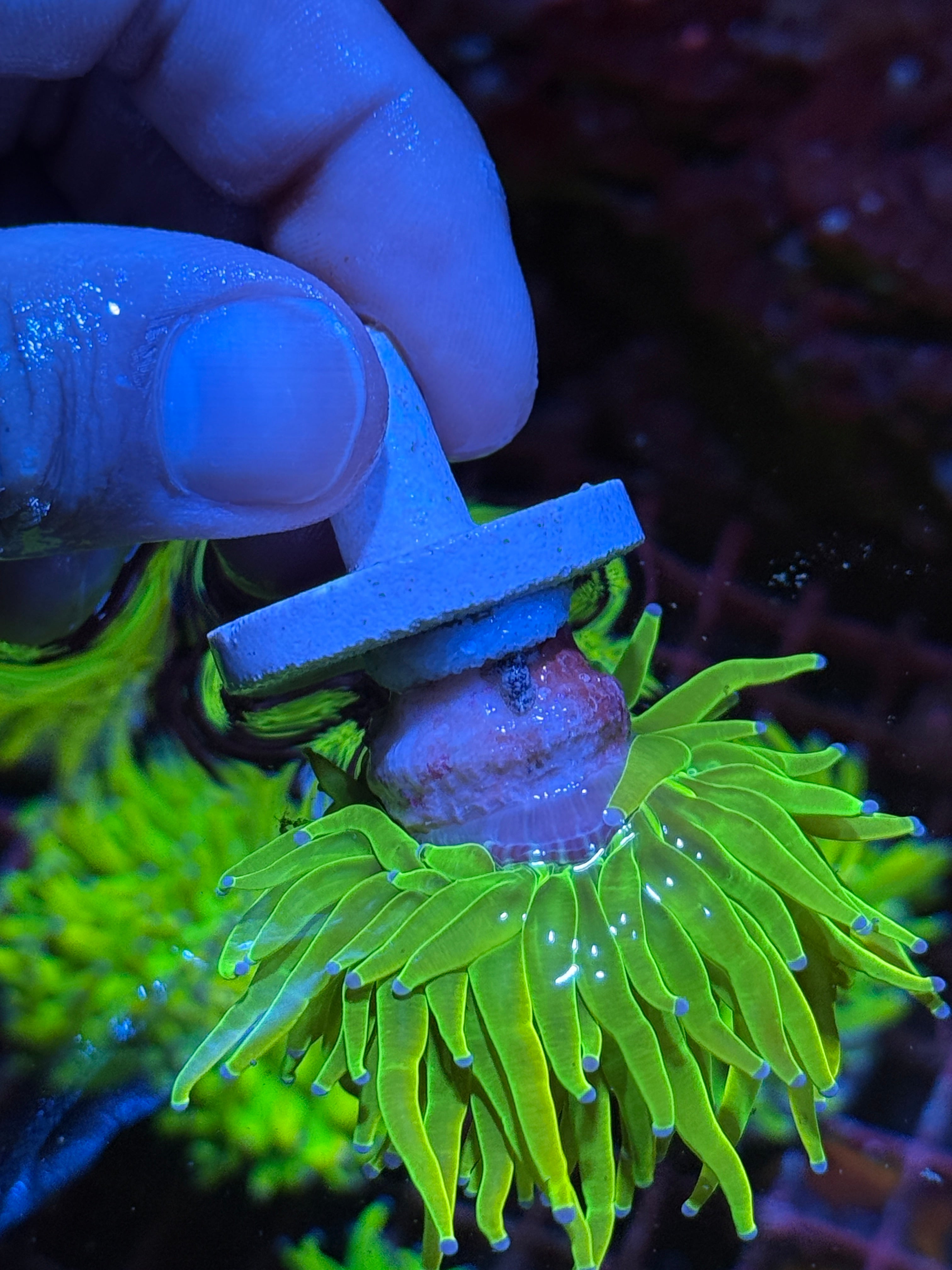 JEA 24K Holy Grail Torch Coral 1 Head 10/12