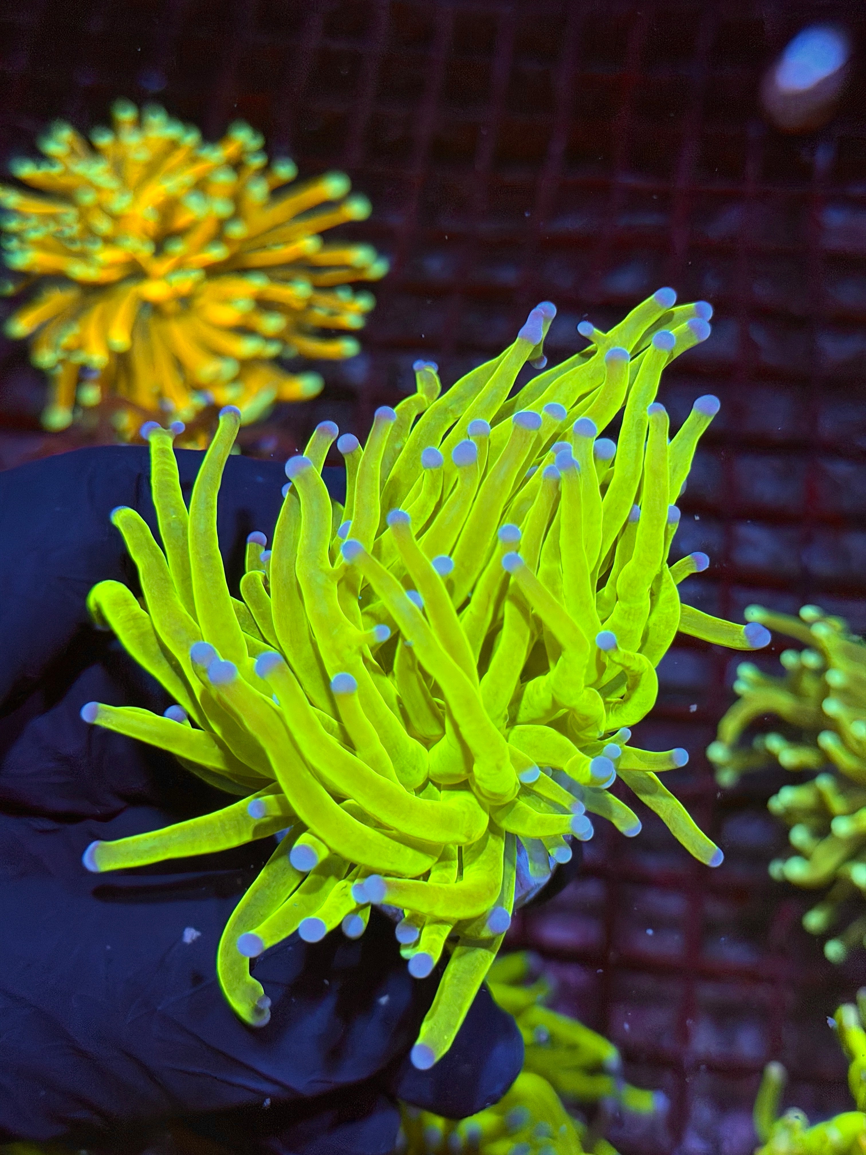 JEA 24K holy Grail Torch Coral 1 XL Head 9/6