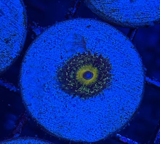 JEA Godbeast Zoanthid Coral 1 XL Polyps