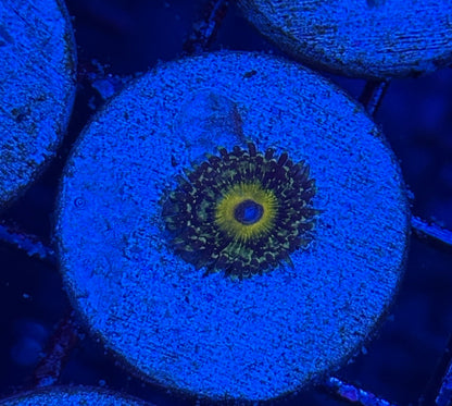 Jay's Exotic Coral Auctions