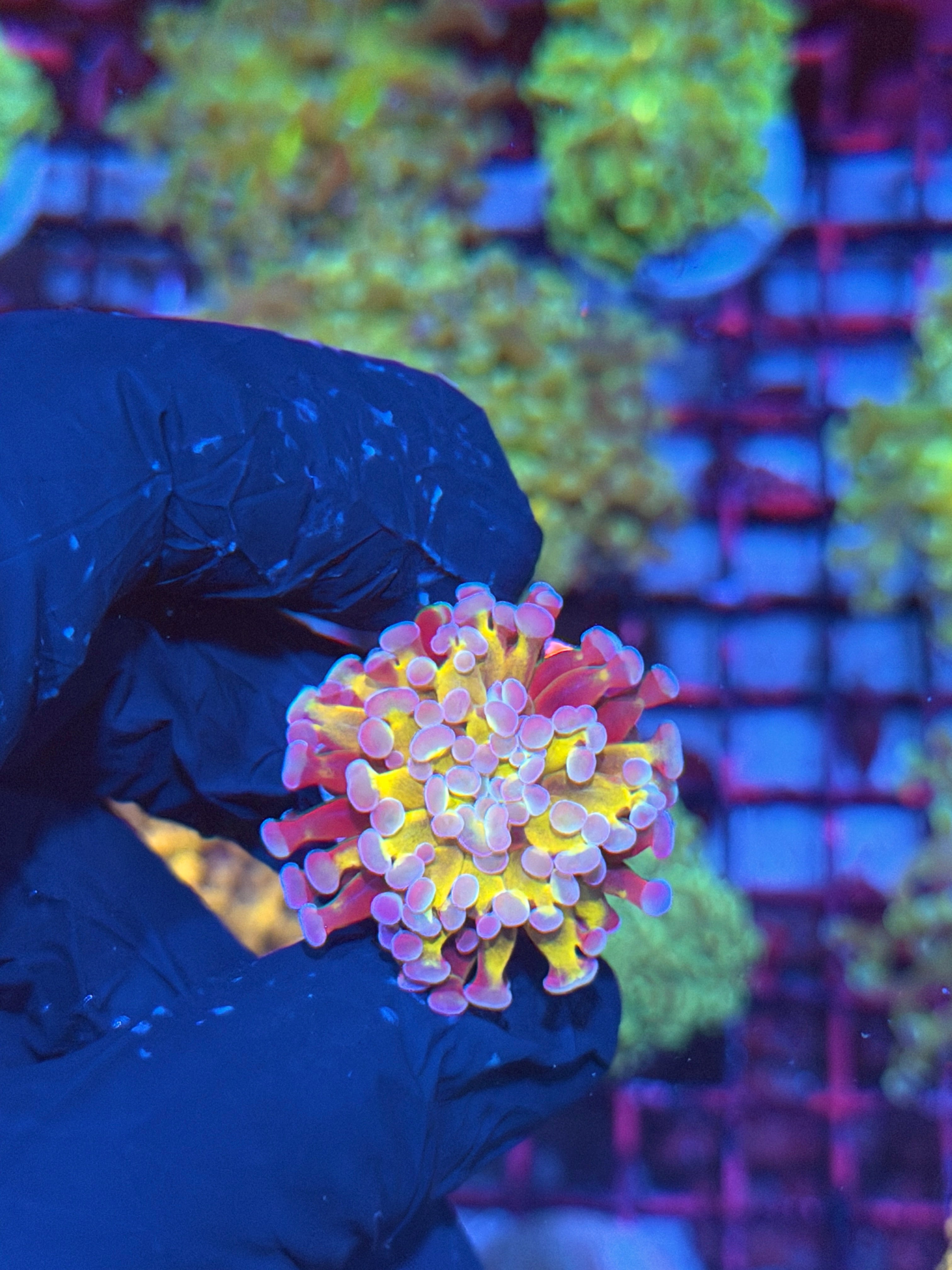 JEA Goldmember Hammer Coral 1 Head *New Release* 7/31