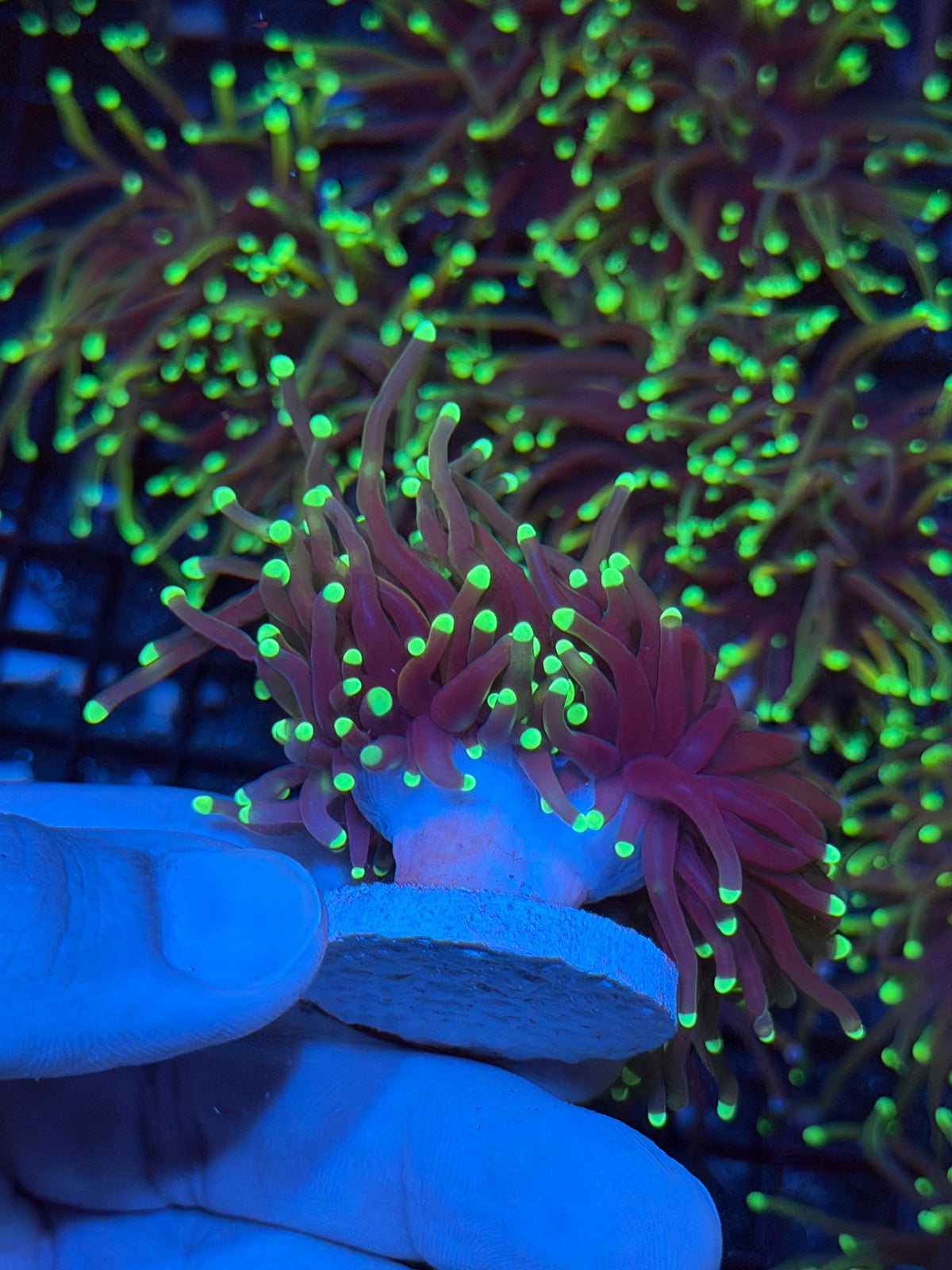 JEA Glowstick Torch Coral 2 Heads 9/21