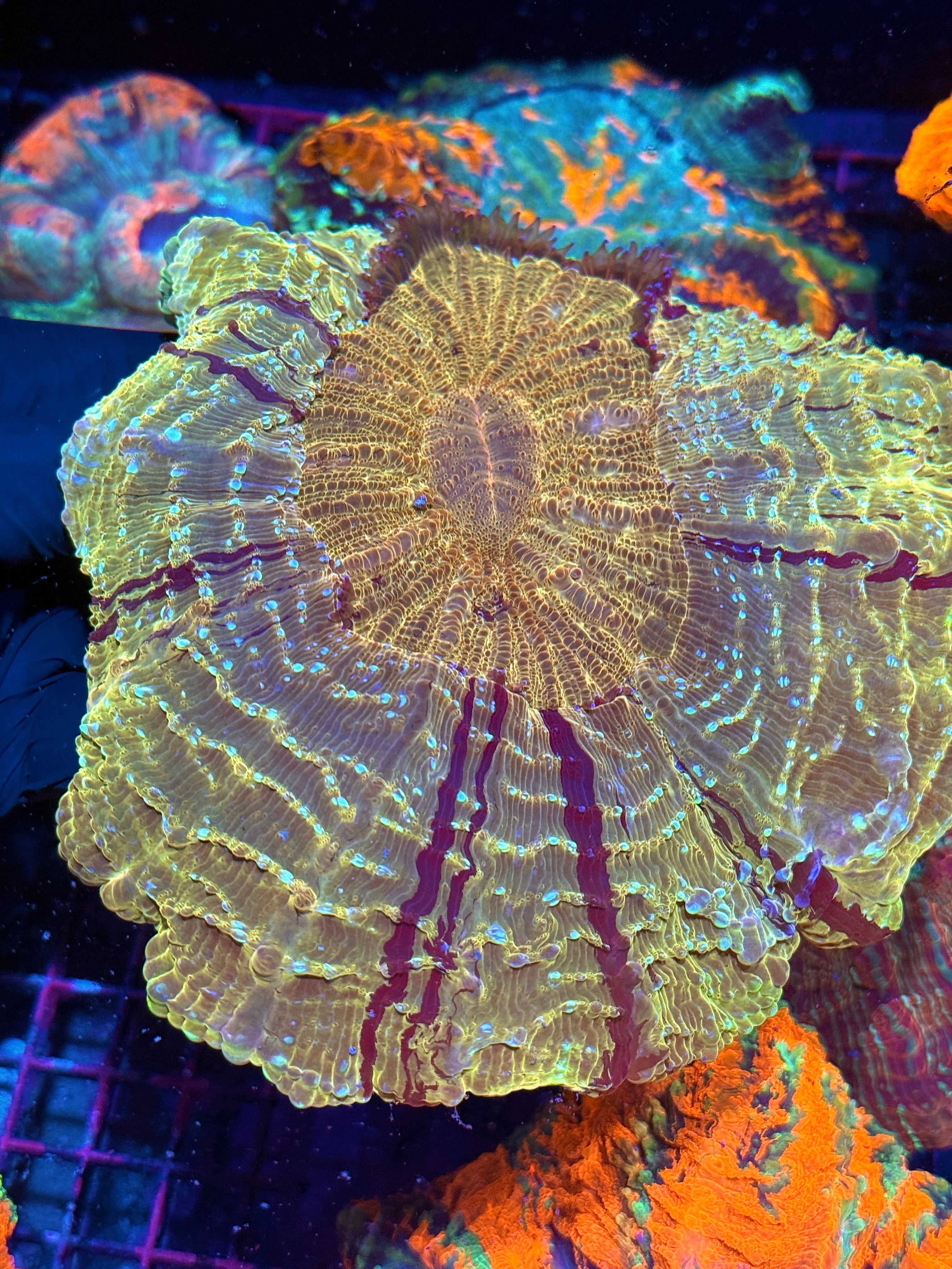 Gold Striped Acanthophyllia Meat Coral XXL Show Sized