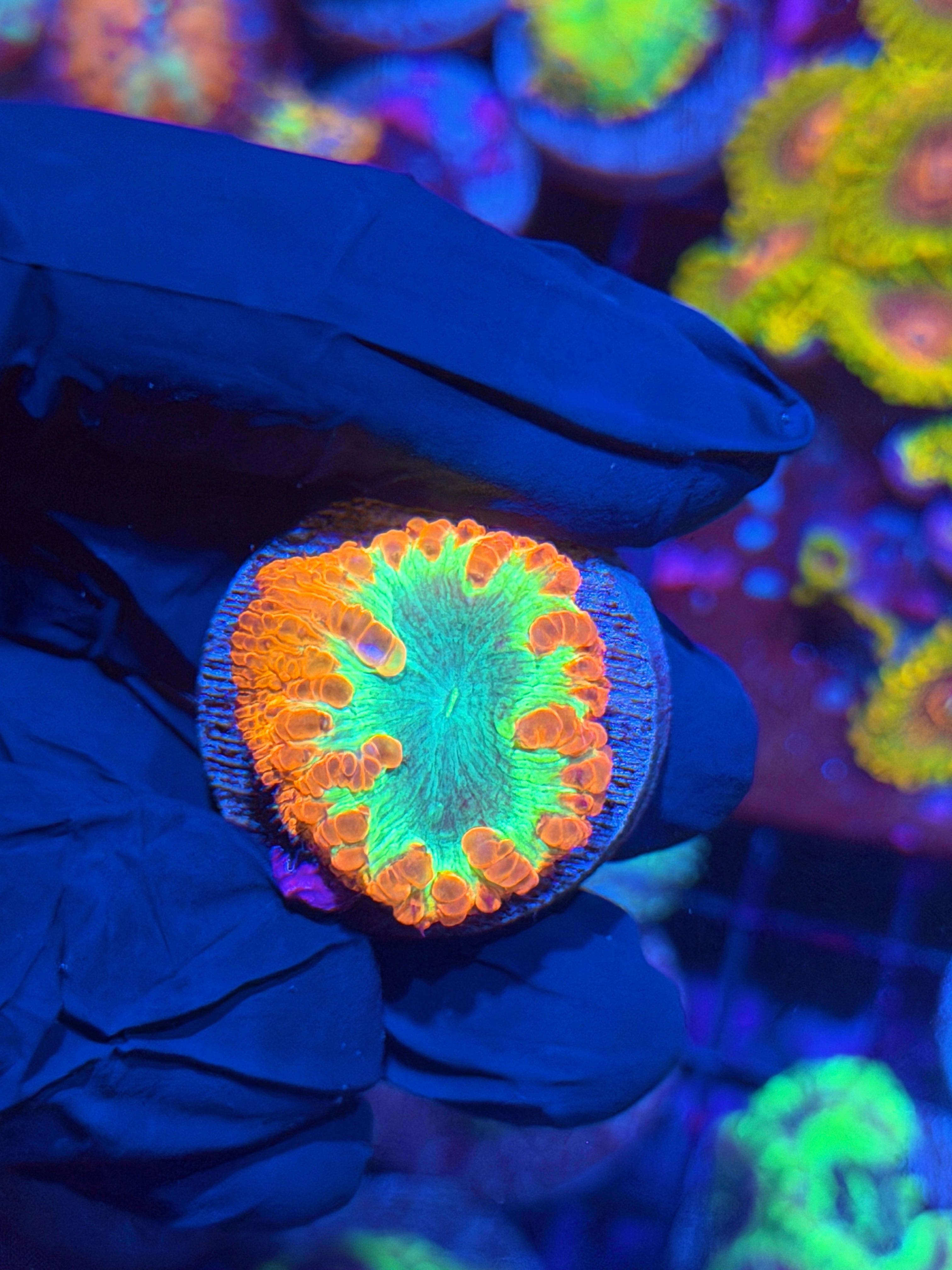 JEA Pyromaniac Blastomussa Coral 11/28