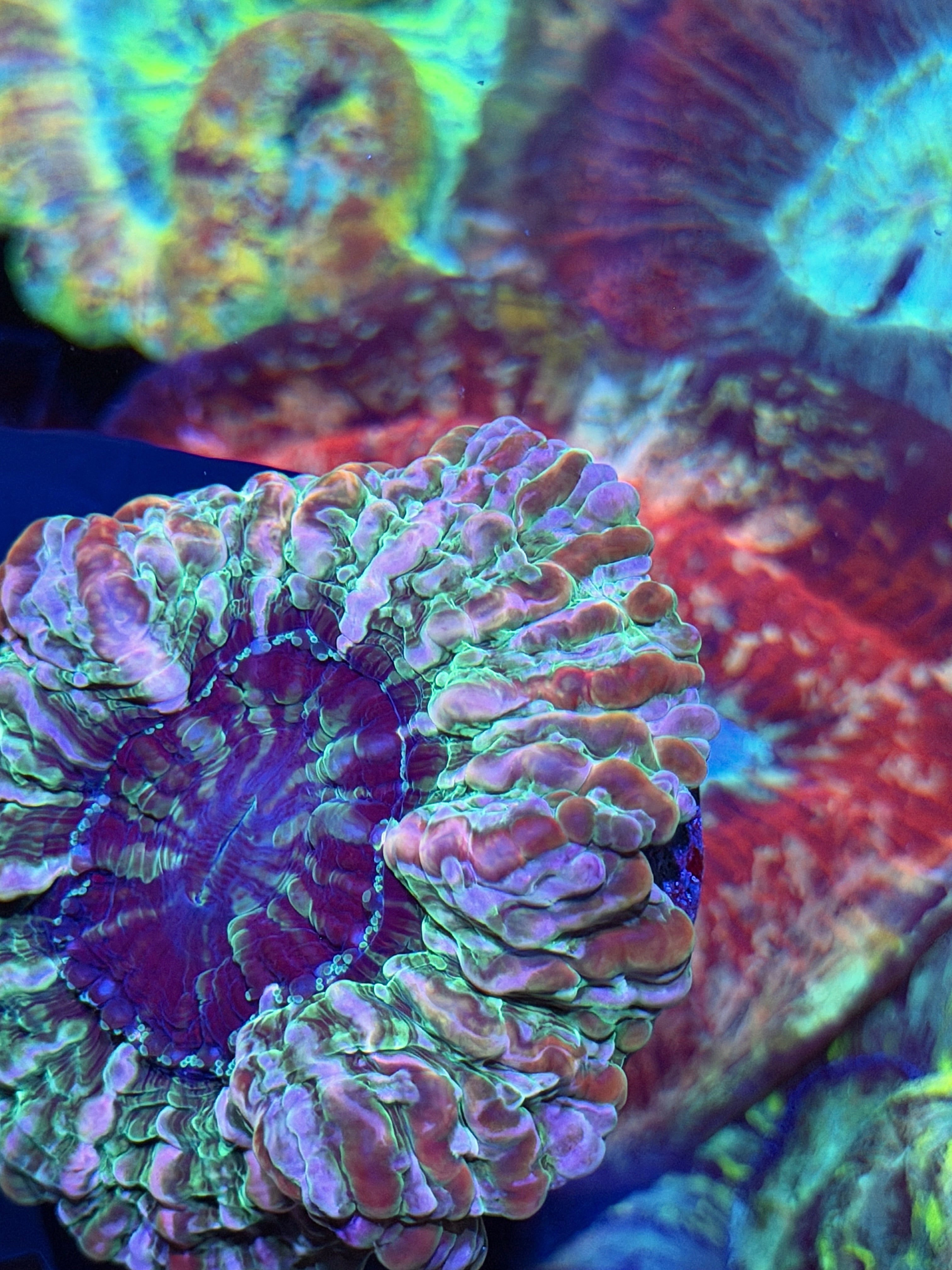 Rainbow Indophyllia Meat Coral XL