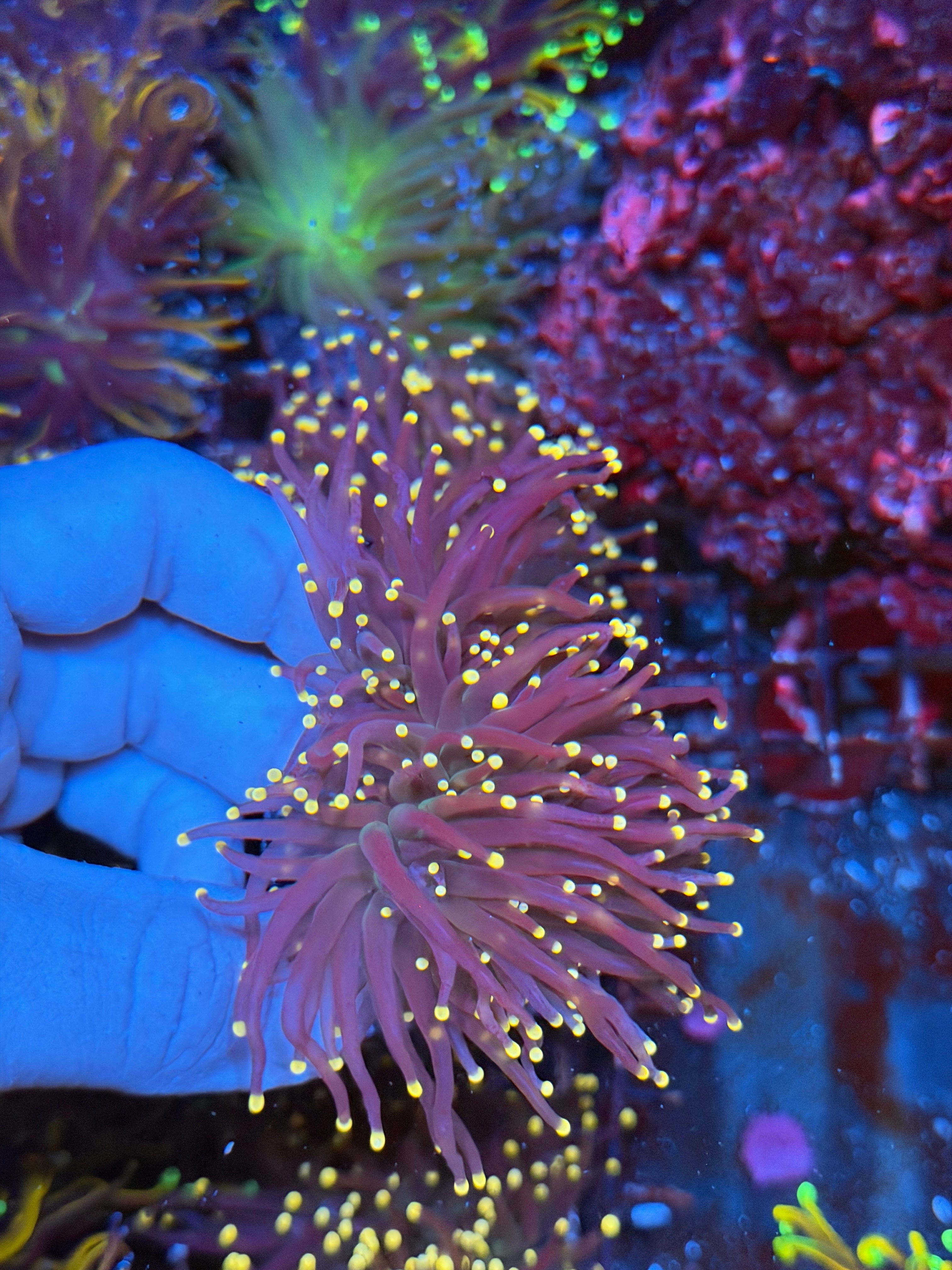 JEA Joker Torch Coral 4 Heads Mini  Colony XL 3/4