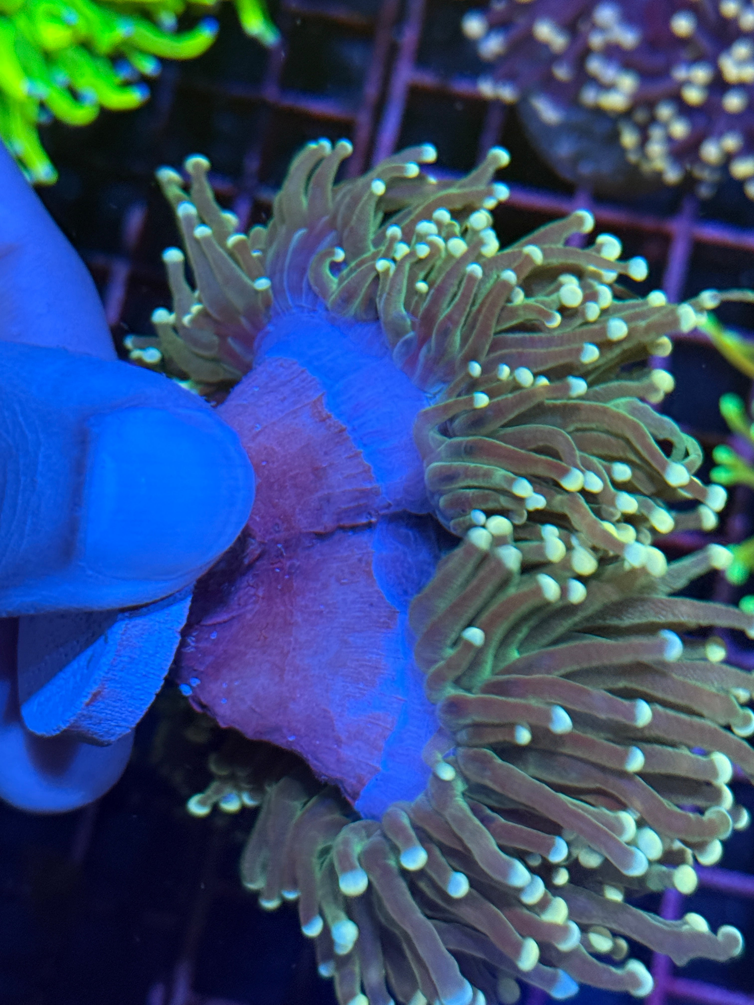 Peach Viper Snakeskin Torch Coral Mini Colony 4 Heads Splitting XXL