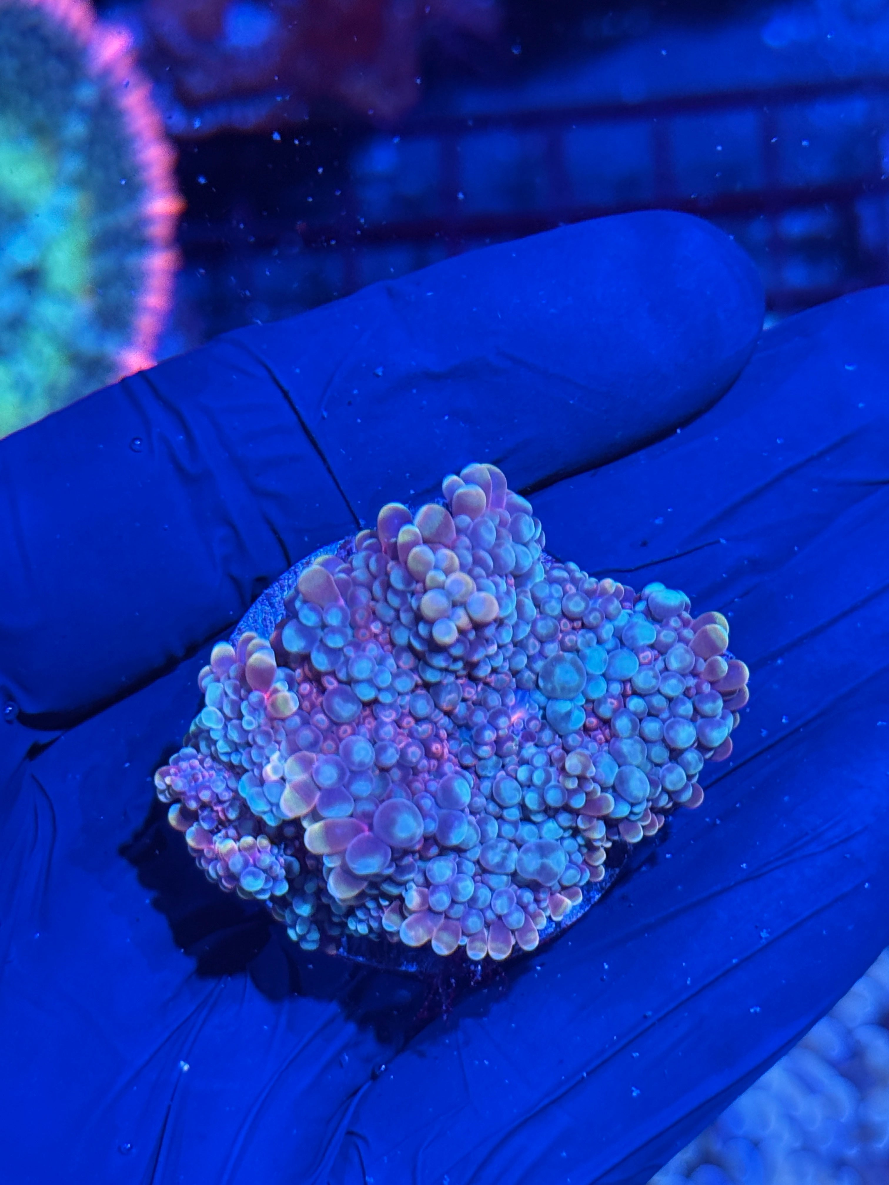 JEA Cotton Candy Bounce Yuma Mushroom Coral Mama & 2 Babies