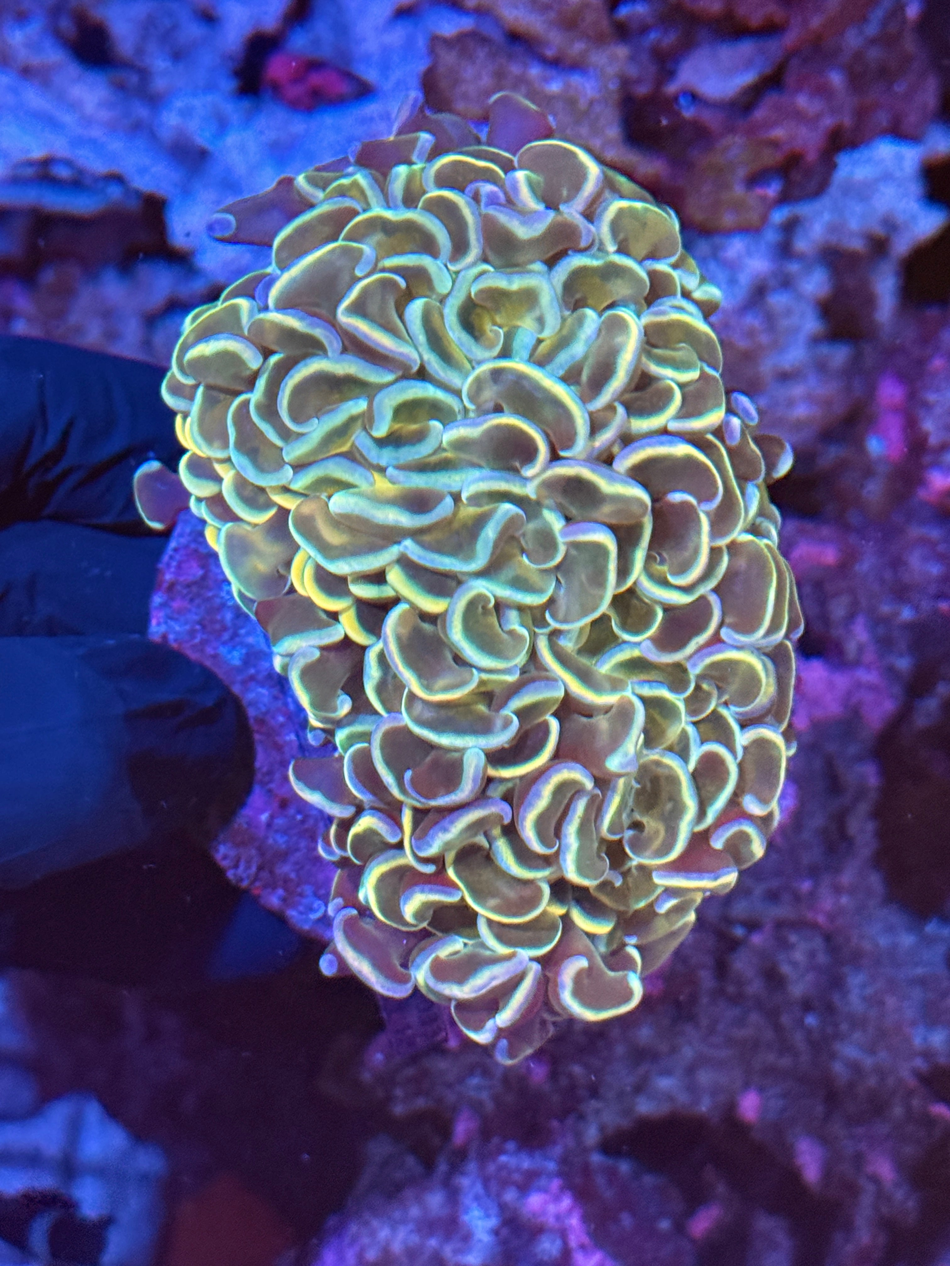 Metallic Wall Hammer Coral XL