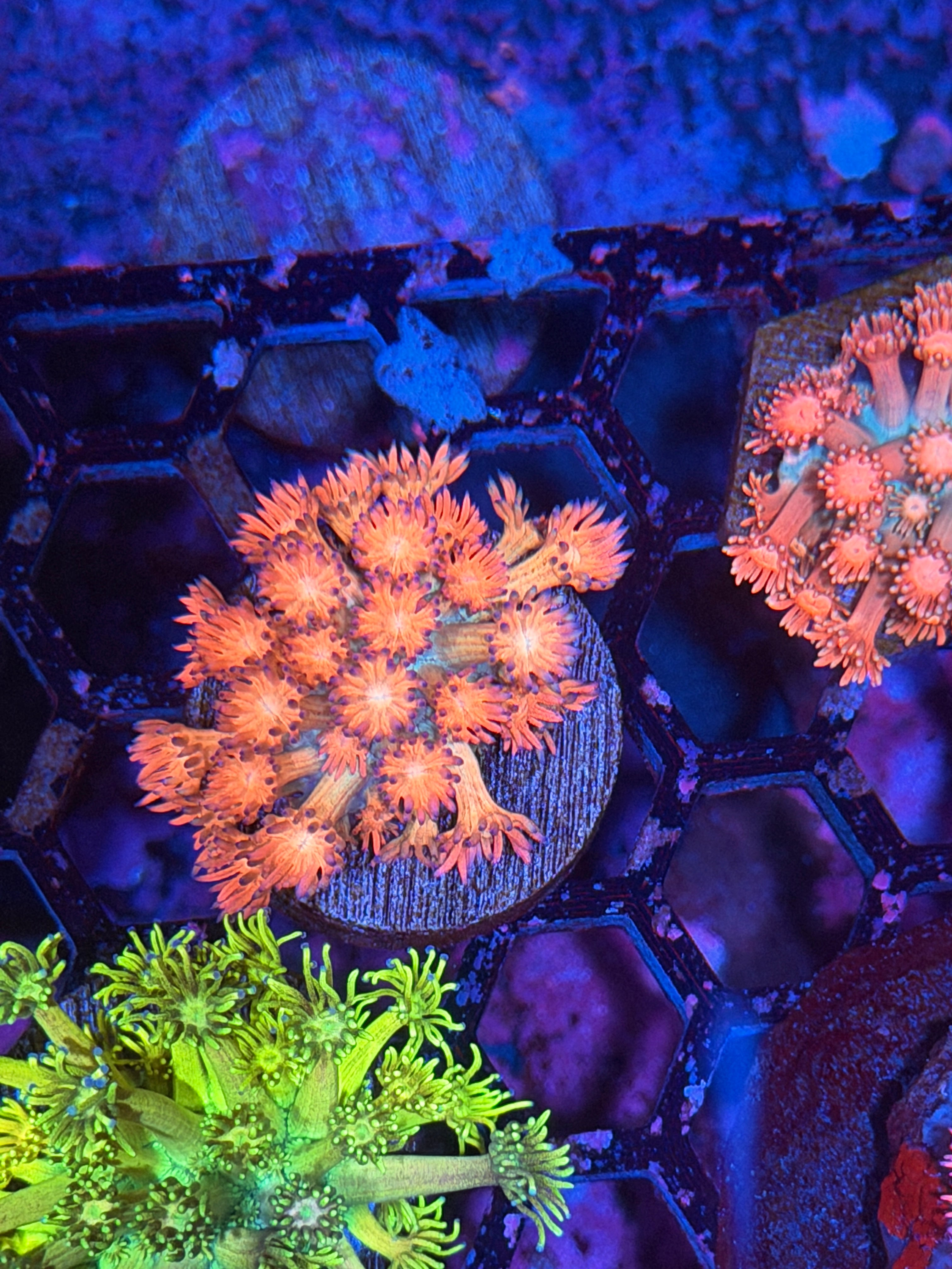 JEA  Fireworks Goniopora Coral 11/28