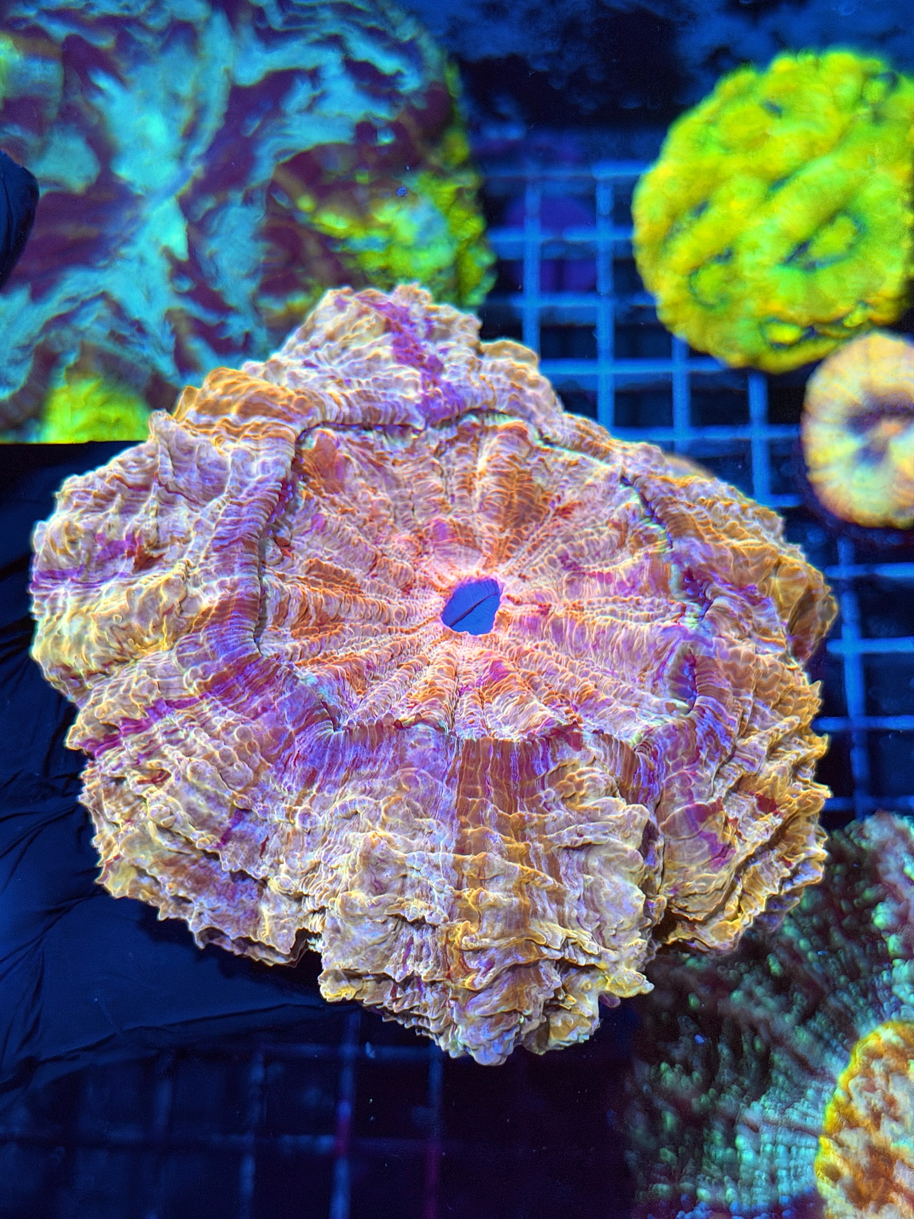 Striped Gold Acanthophyllia Meat Coral