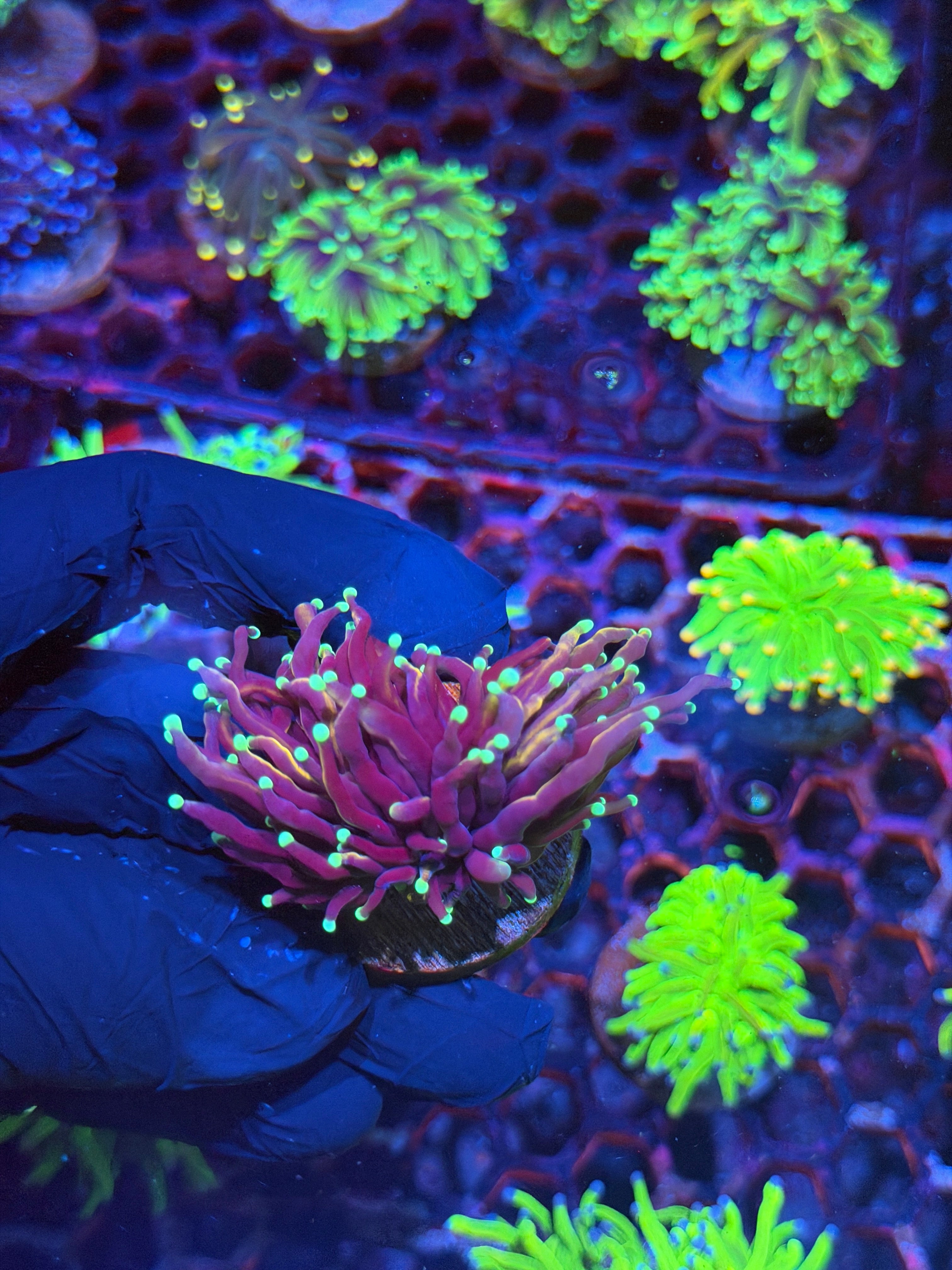 JEA Frostbite Torch Coral 1 XL Head 8/24