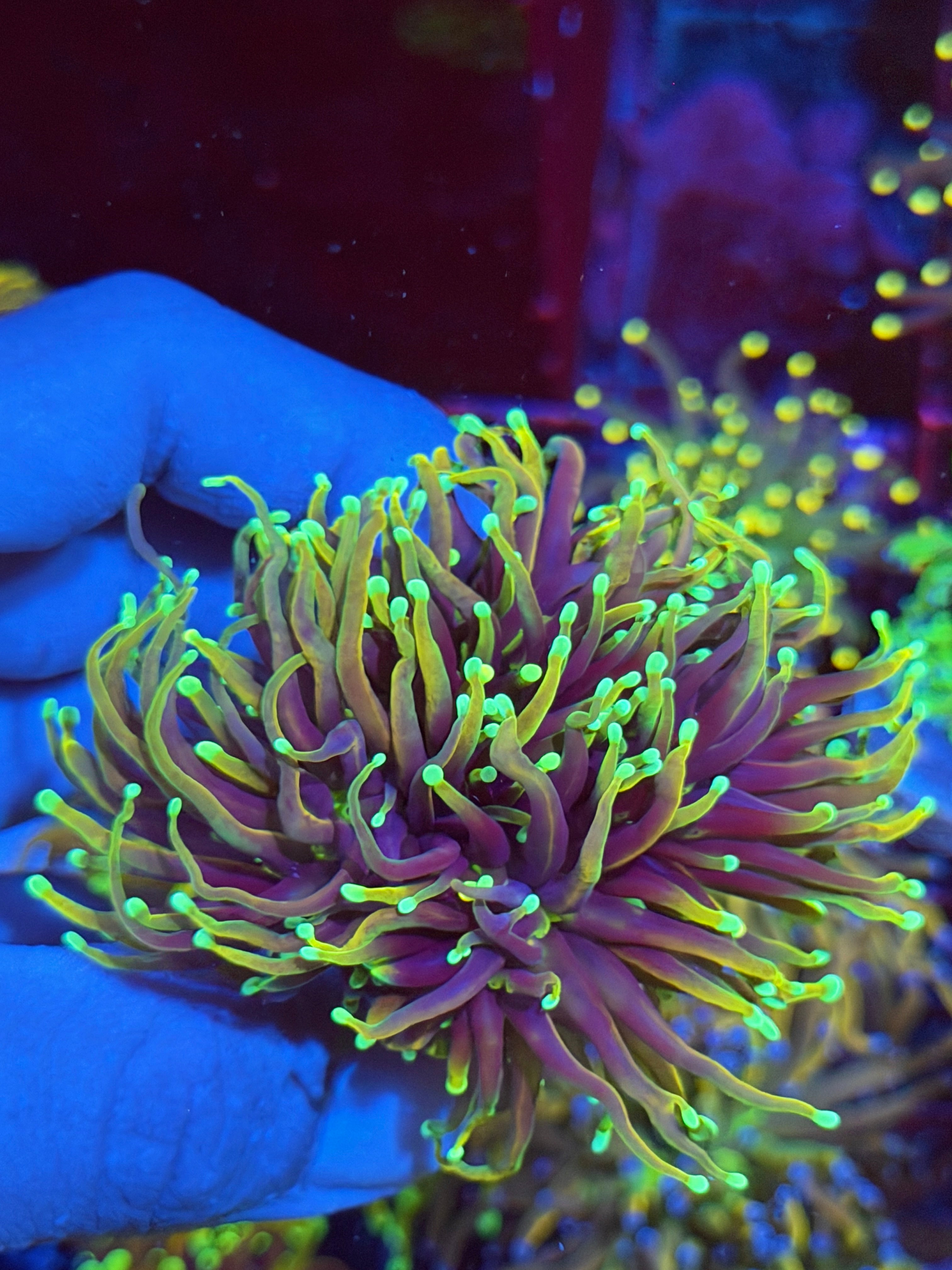 JEA Dragon Fire Torch Coral 4 Heads XXXl Splitting