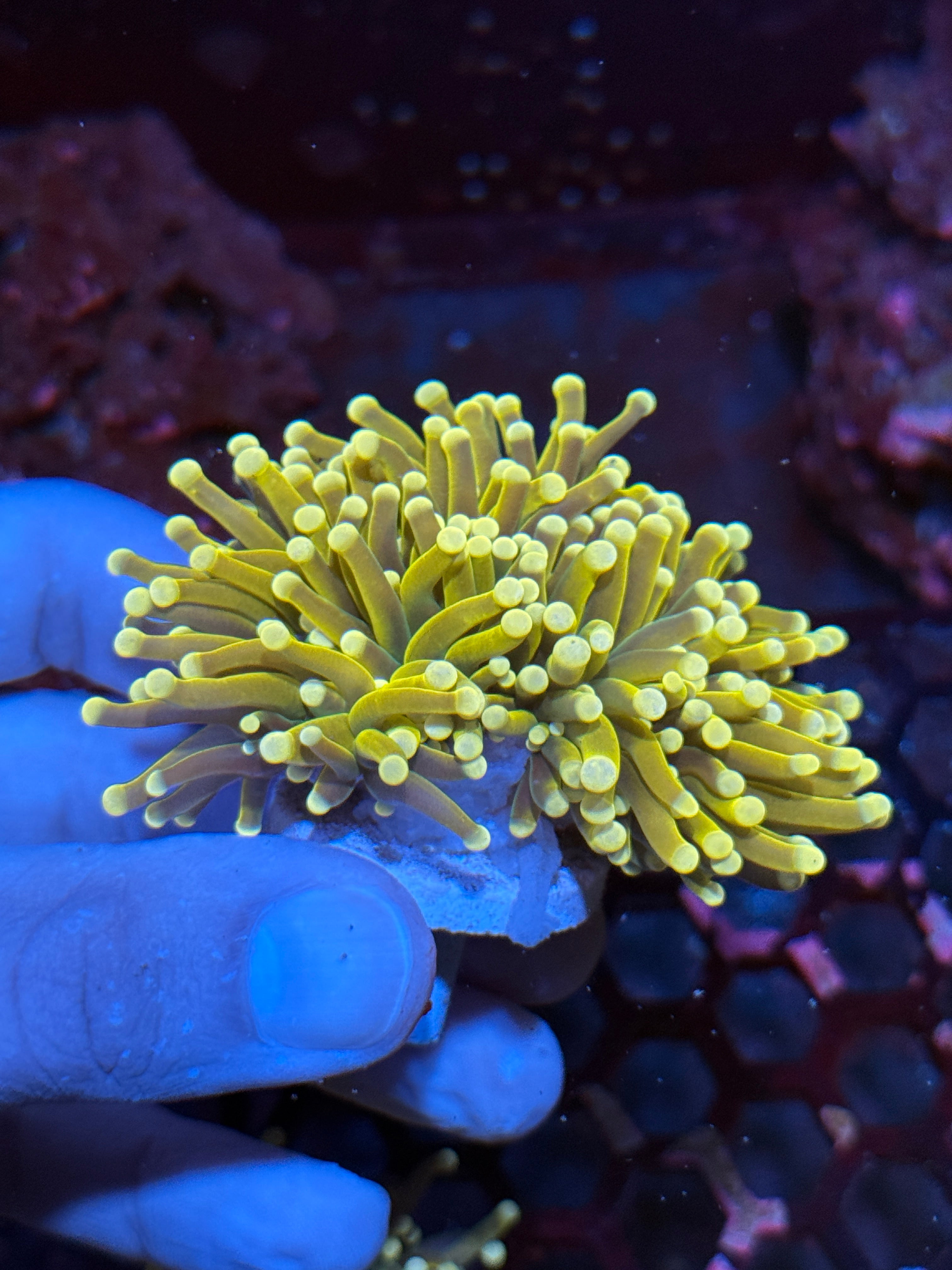 JEA Banana Peel Torch Coral 3 Heads Splitting XXL