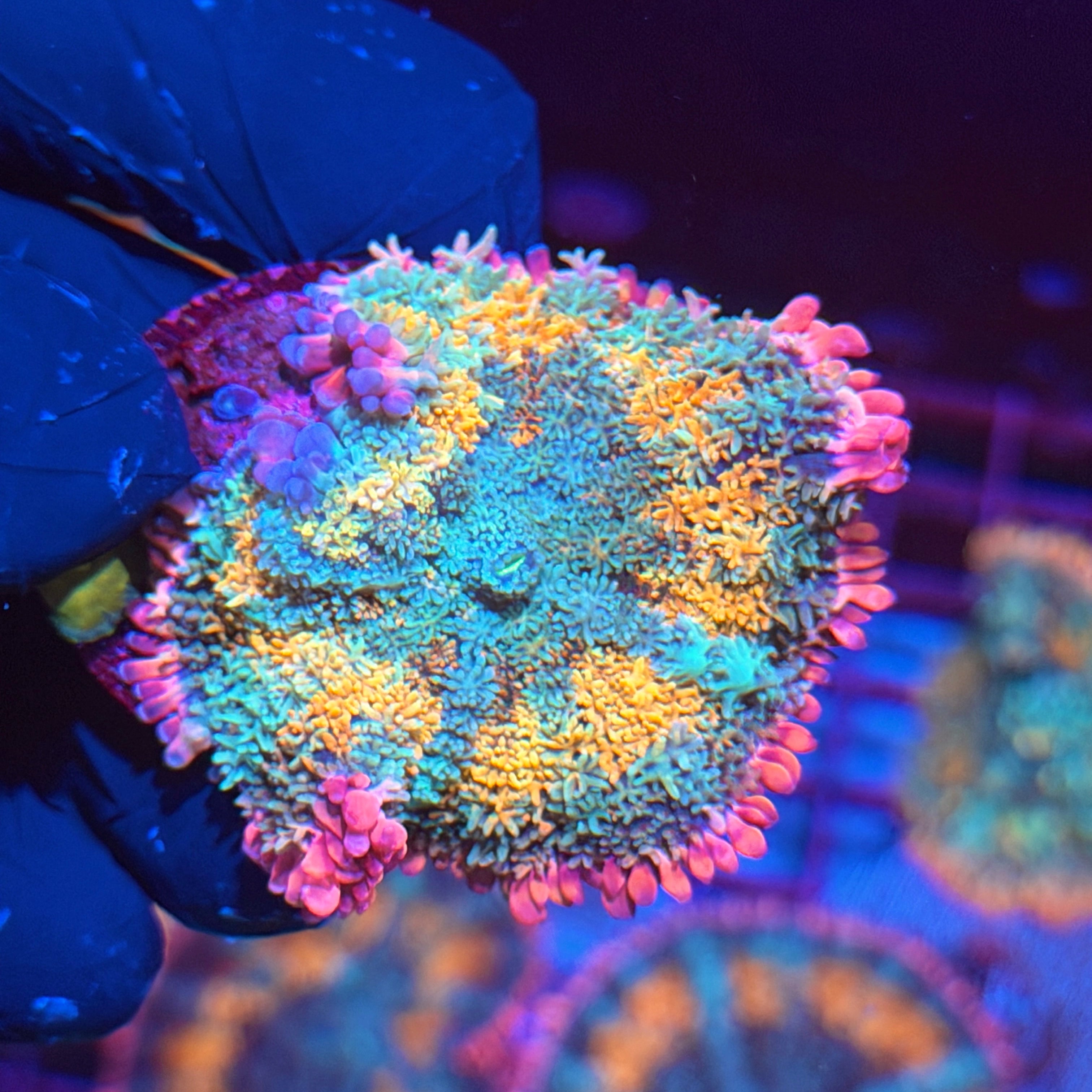 JEA Tropical Paradise Bounce Mushroom Coral Xl 6/4