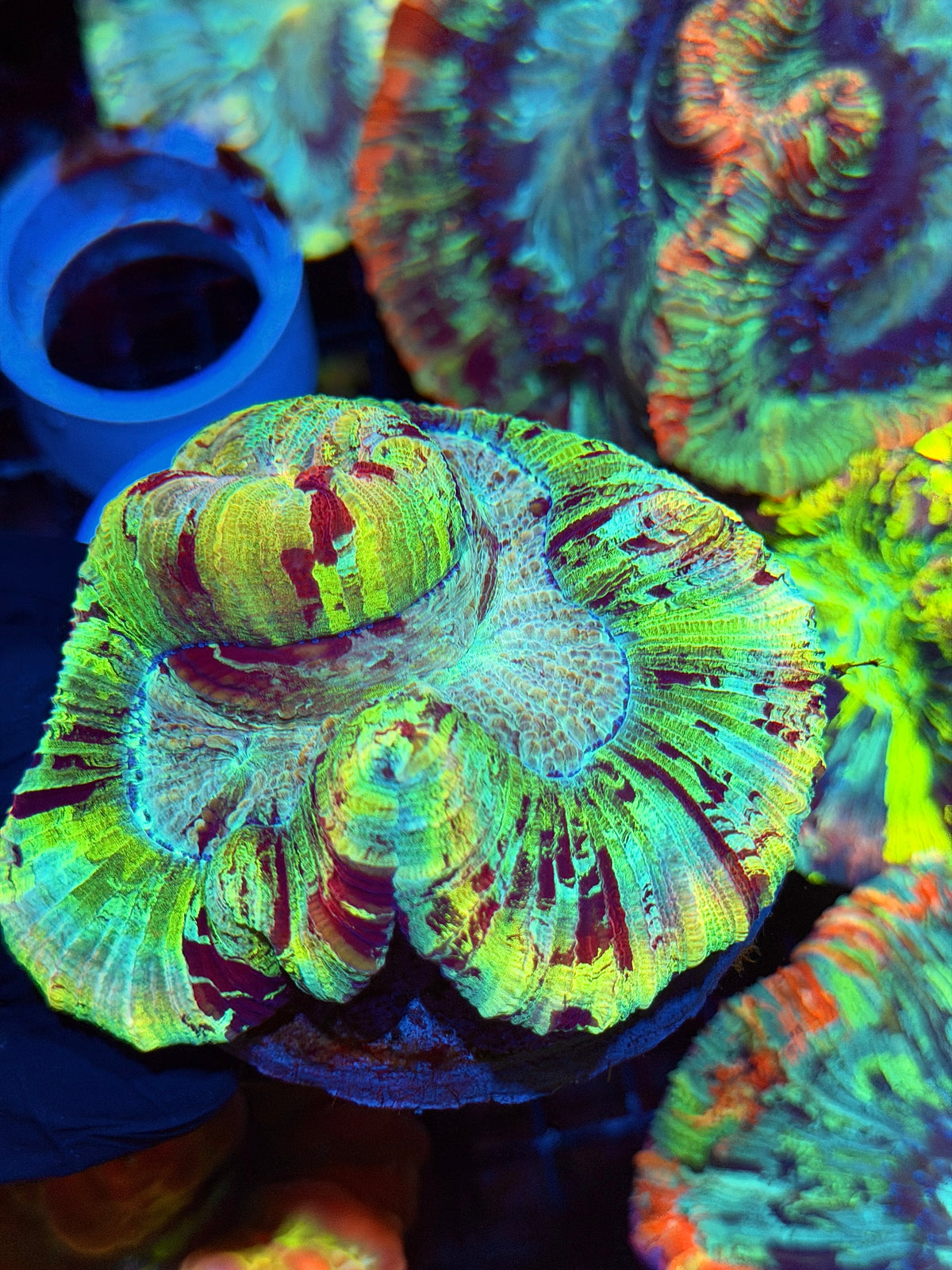 Insane Rainbow Trachyphyllia Meat Coral 9/21