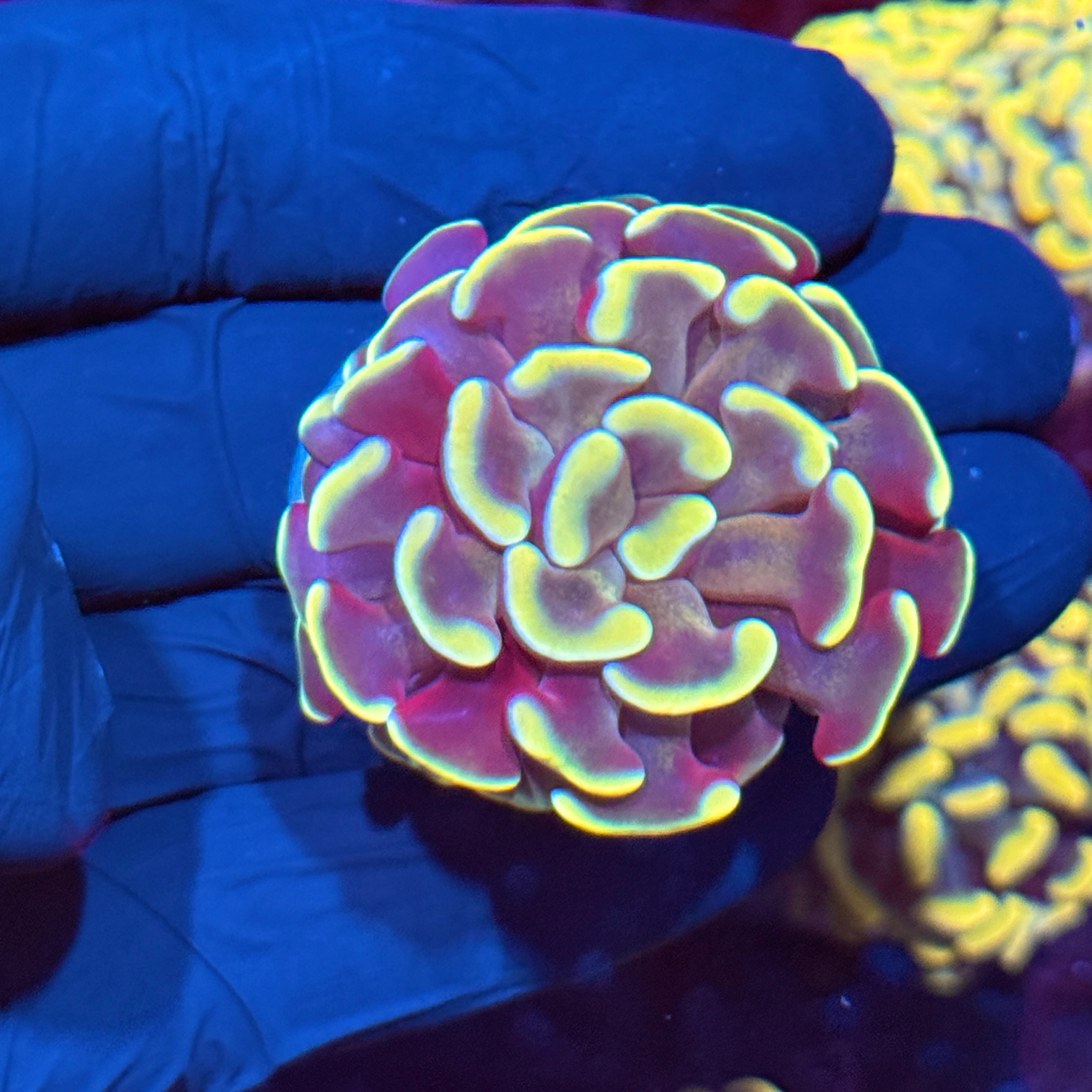 JEA Golden Arrow hammer Coral 10/12