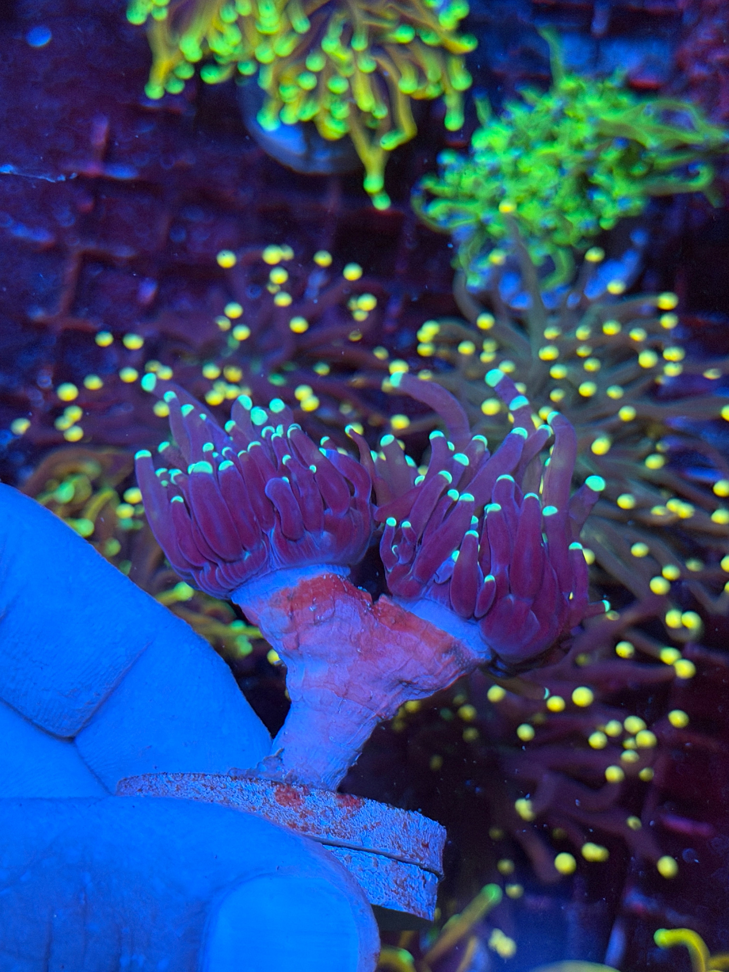 JEA Oddball Tiger Torch Coral 2 Heads XXL  Rare