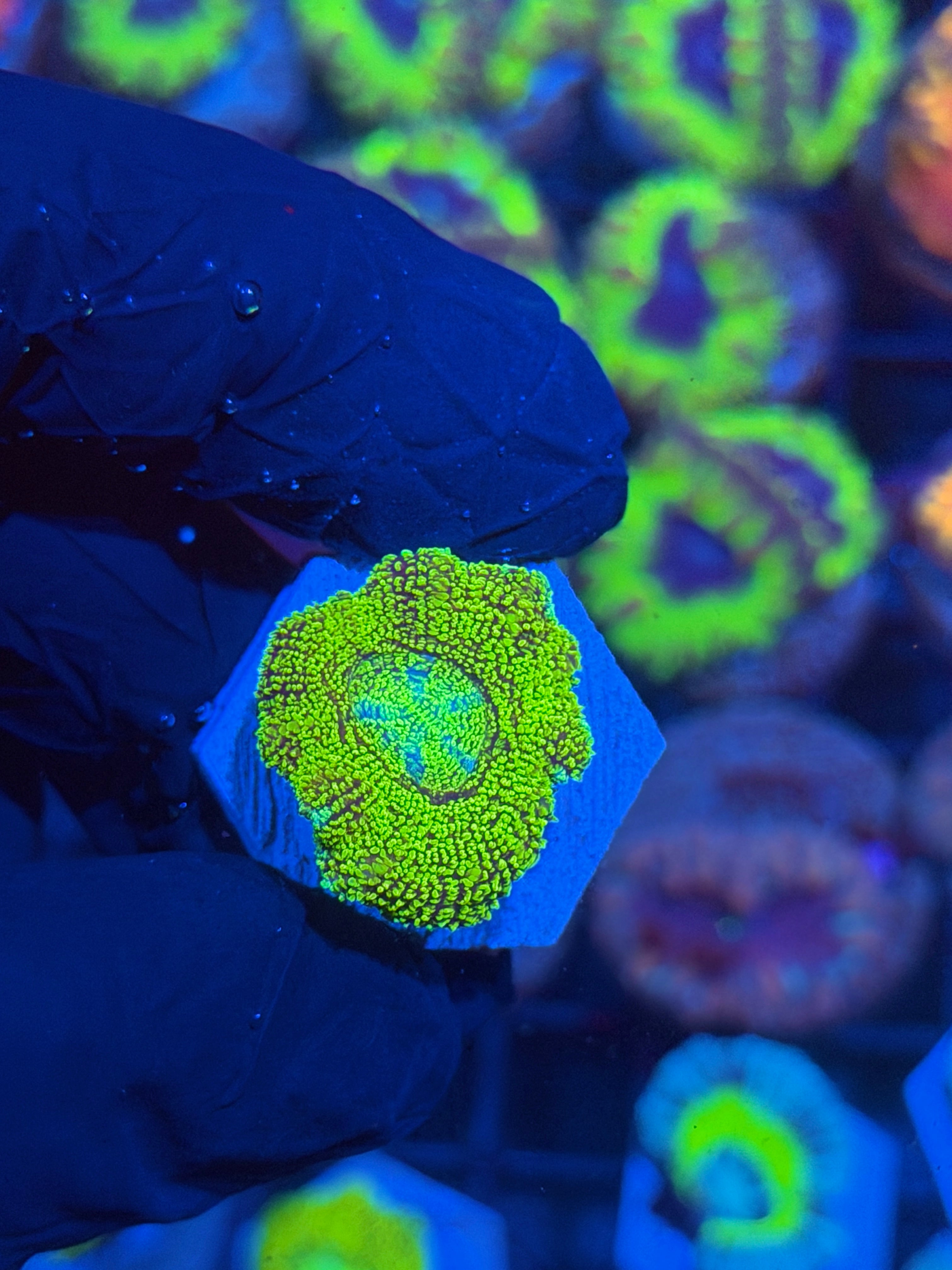 JEA Cosmic Glitter Asian Acans 1 XL Head 12/1