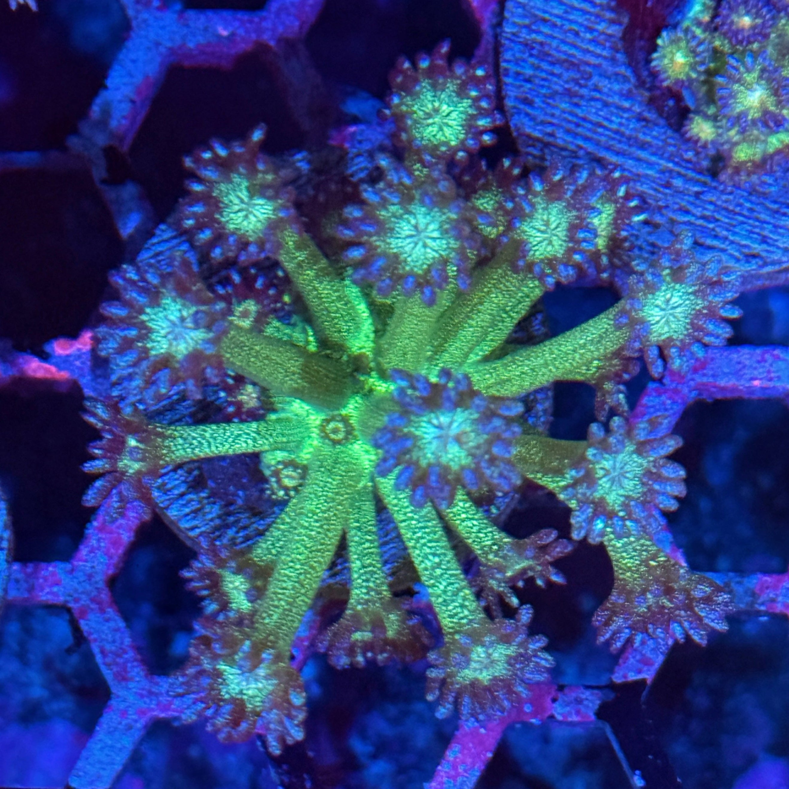 JEA Glitter Bomb Goniopora Coral 10/12
