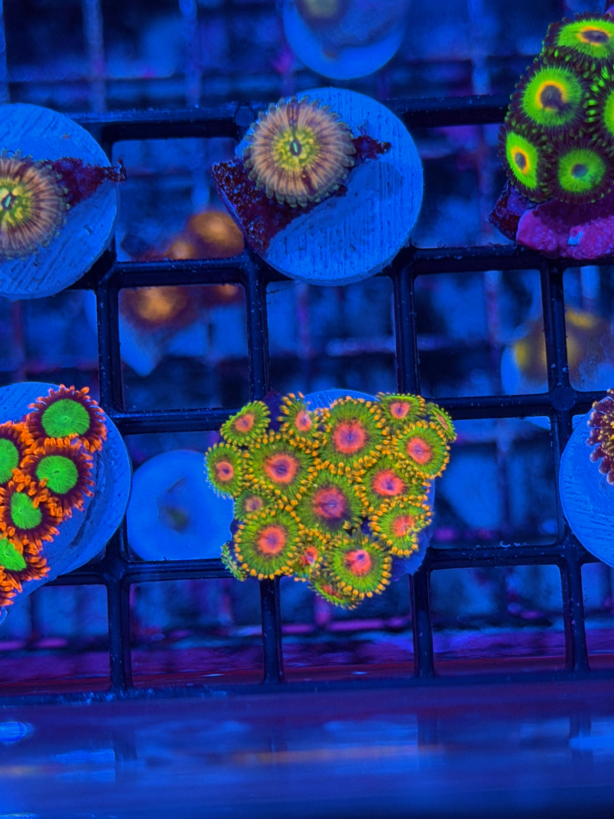 JEA Awesome Blossom Zoanthid Coral Colony 20 Polyps 9/22