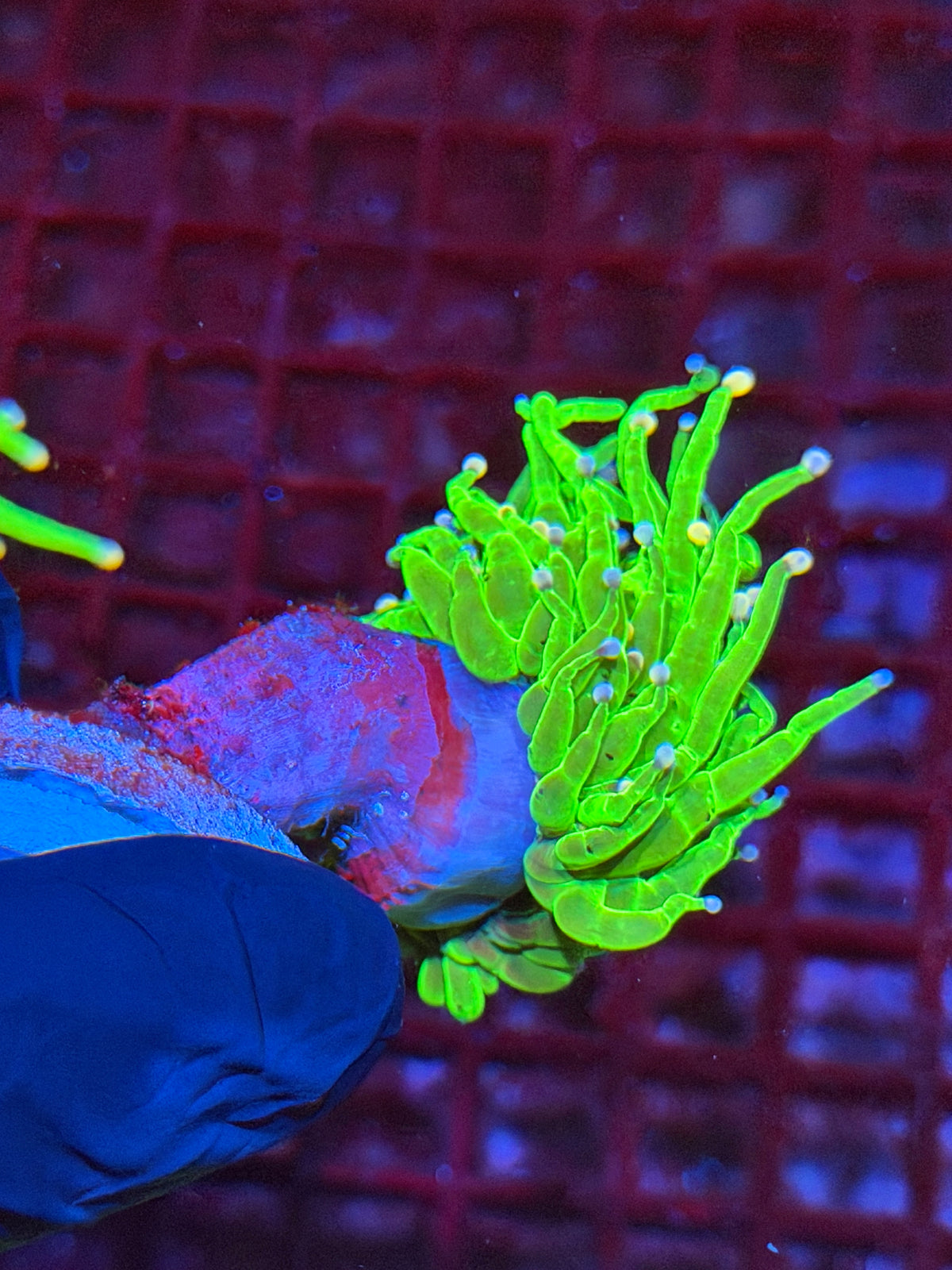 JEA Skittles Holy Grail Torch Coral 1 XL Head 9/21