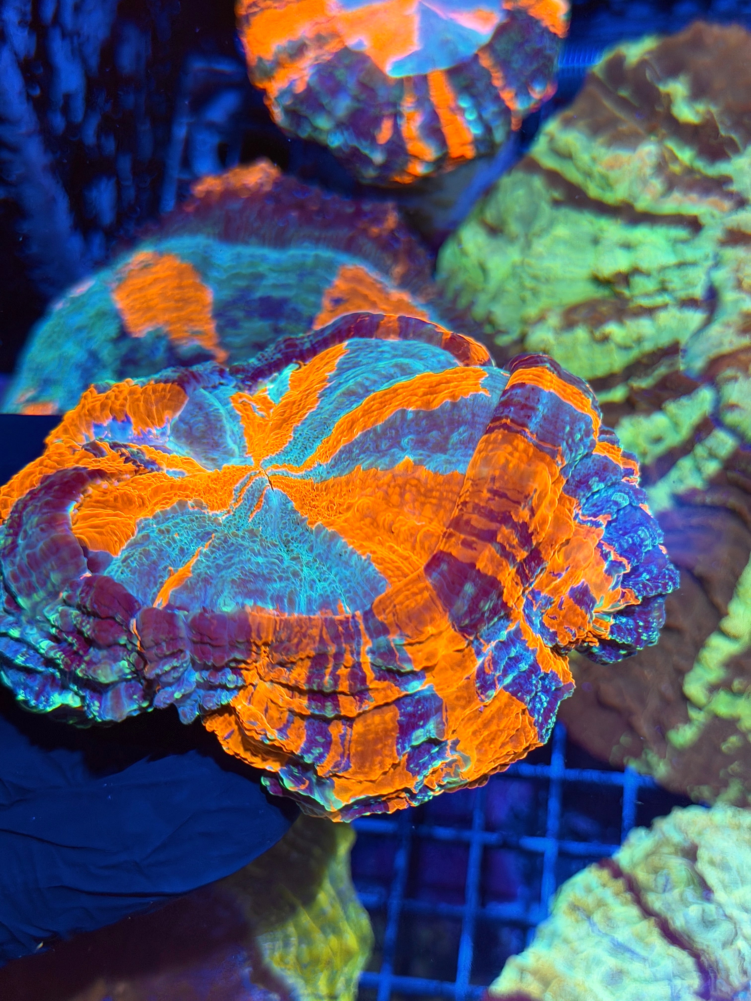 Insane Bright Striped Acanthophyllia Meat Coral XL 6/4