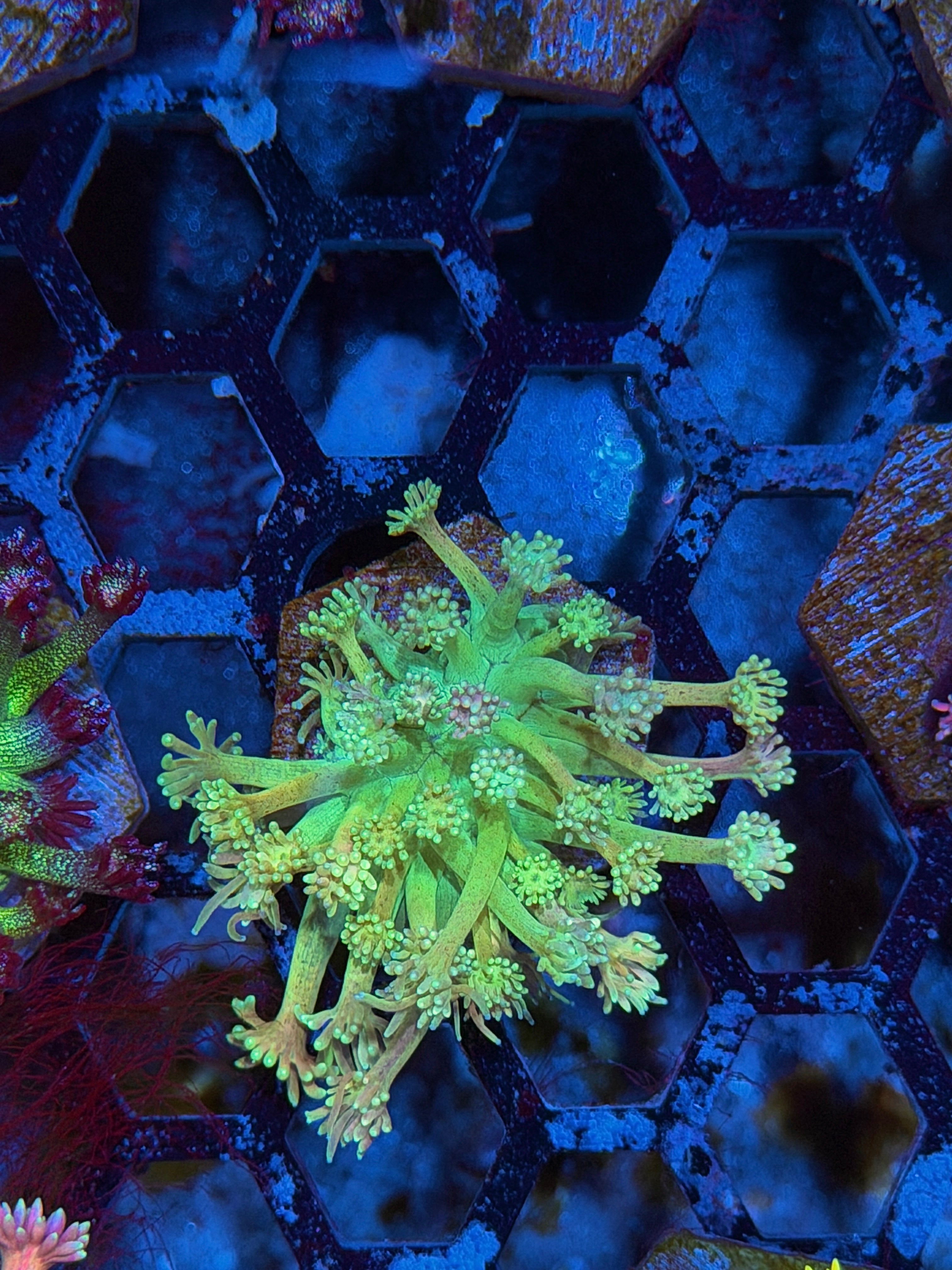 JEA Plasma Ballz Goniopora Coral *New Release* 8/6