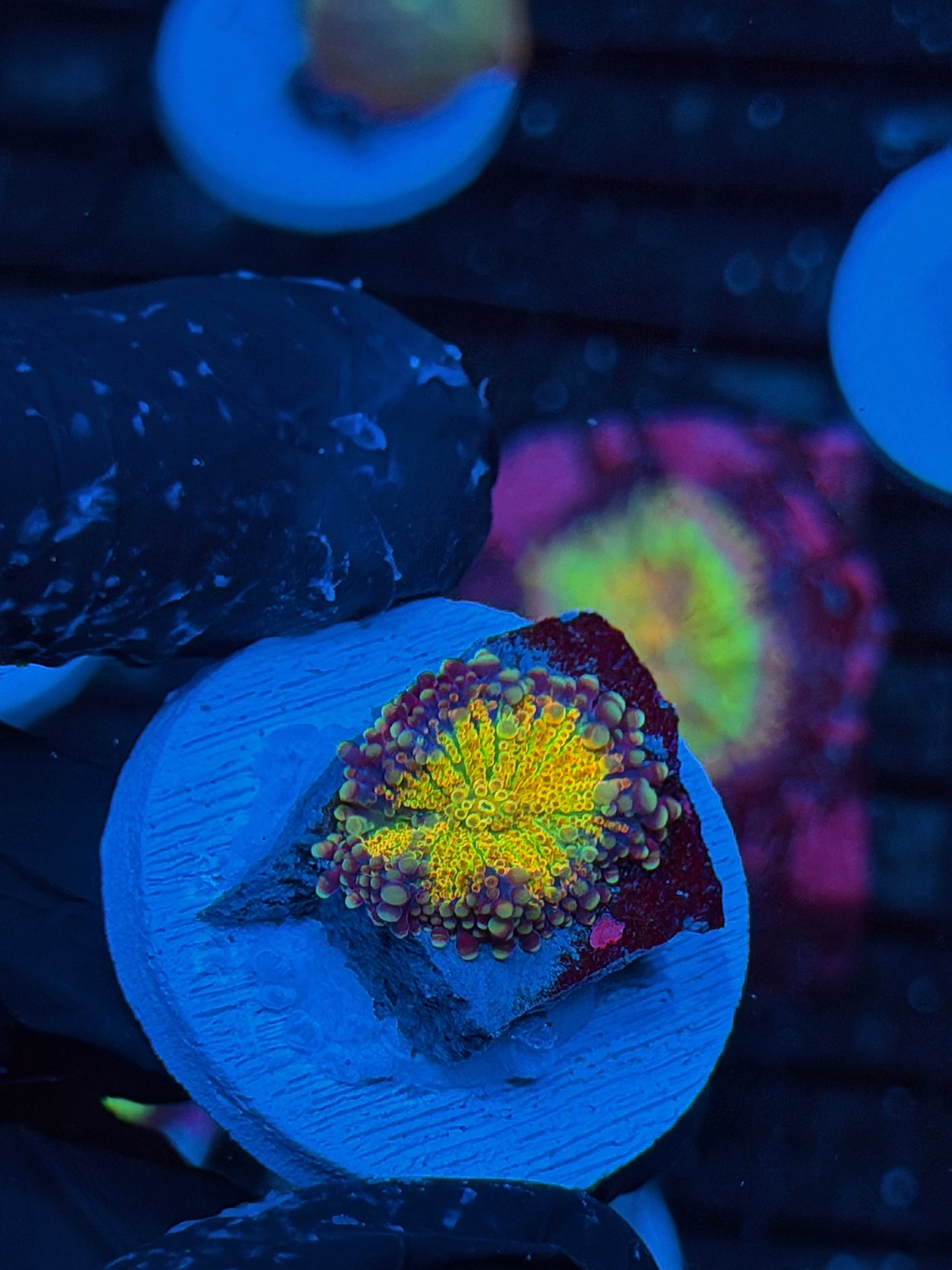 JEA Rainbow Magma Yuma Mushroom Coral 9/6